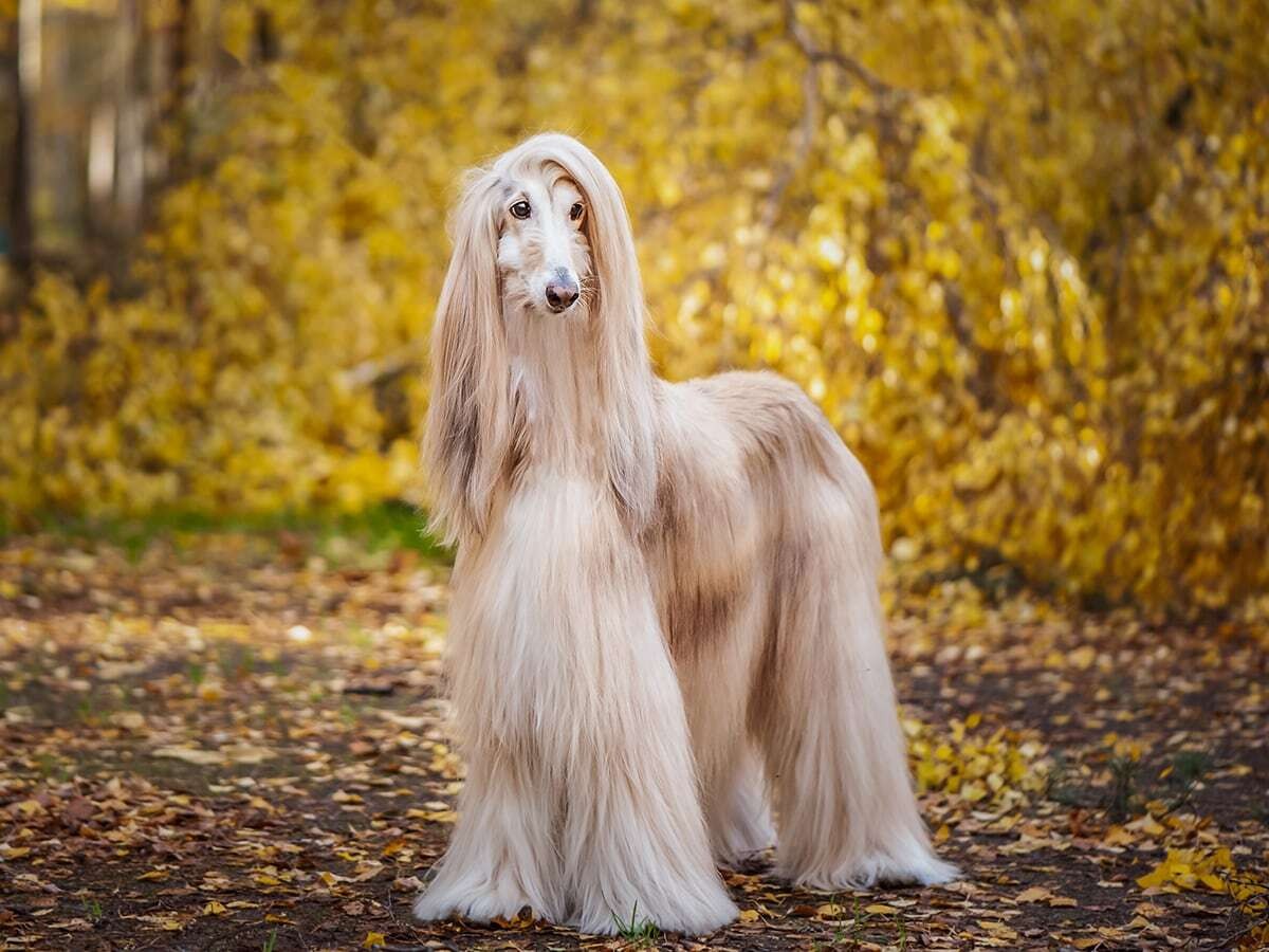 How Much Does An Afghan Hound Puppy Cost