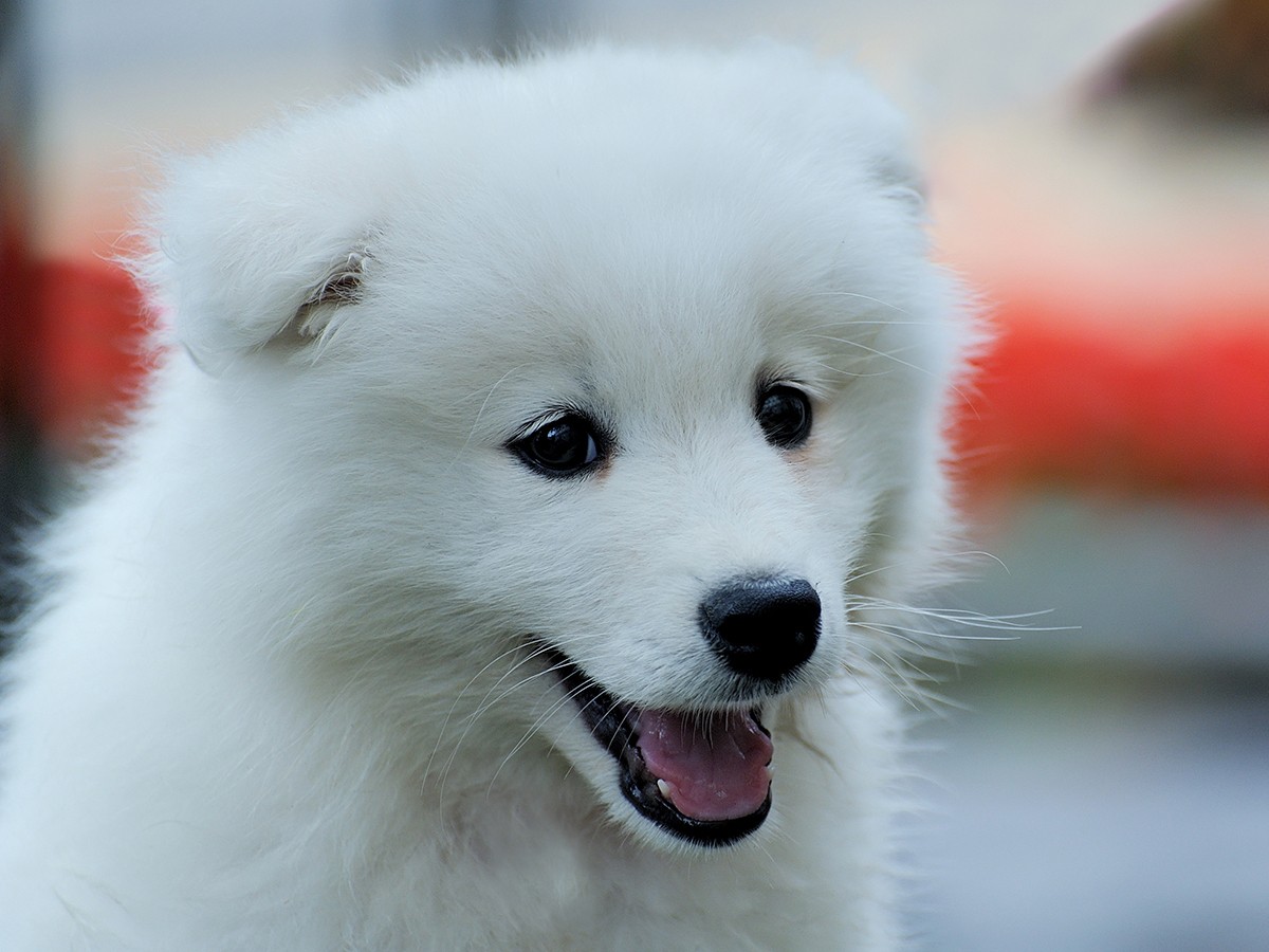 American Eskimo - Dog Breed Guide | Spot