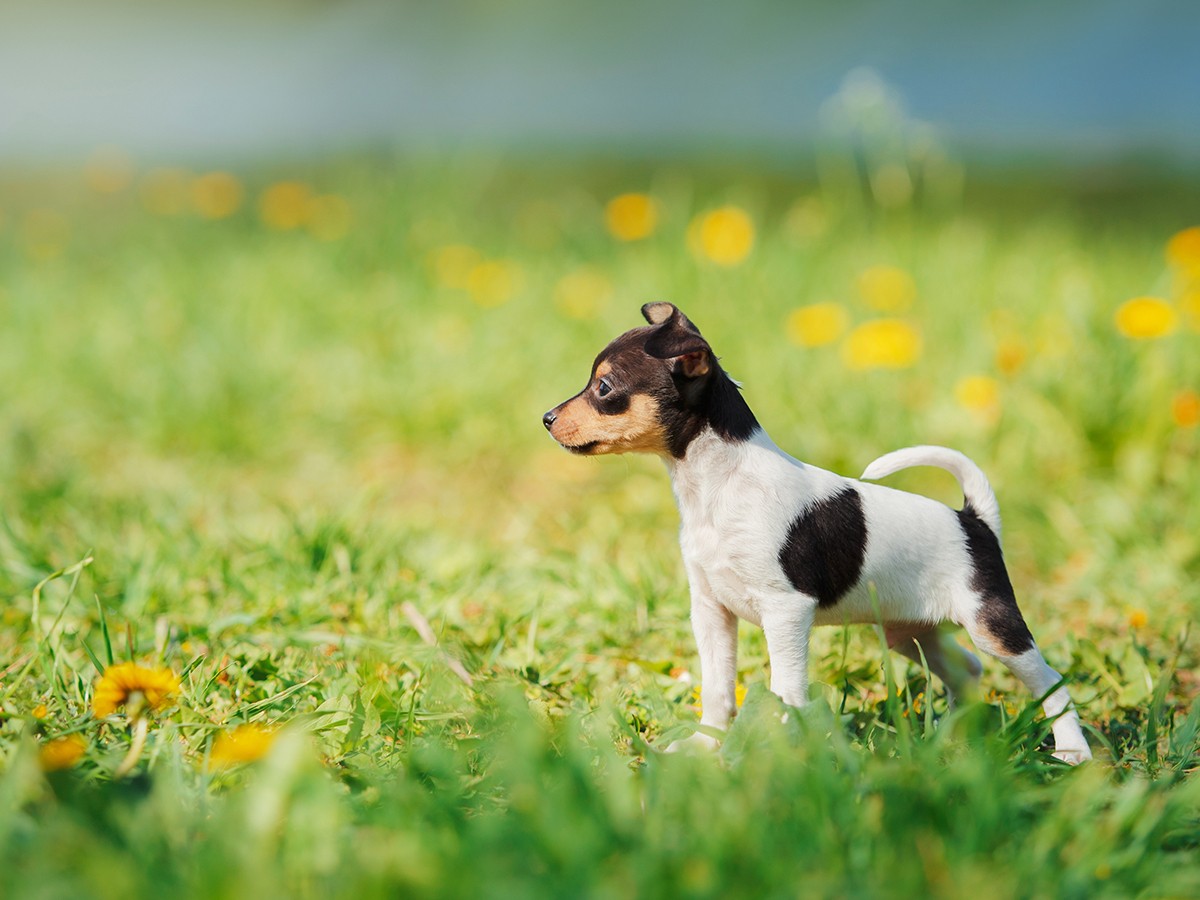 Toy Fox Terrier Dog Breed Guide Spot