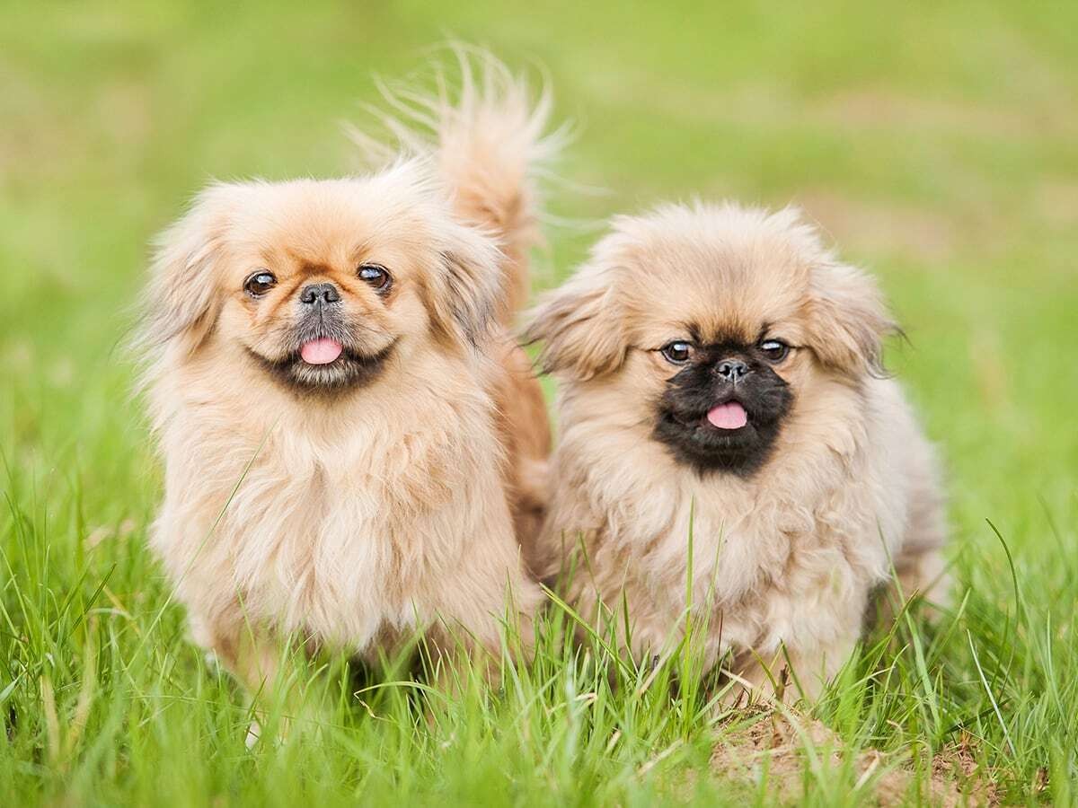 are pekingese affectionate