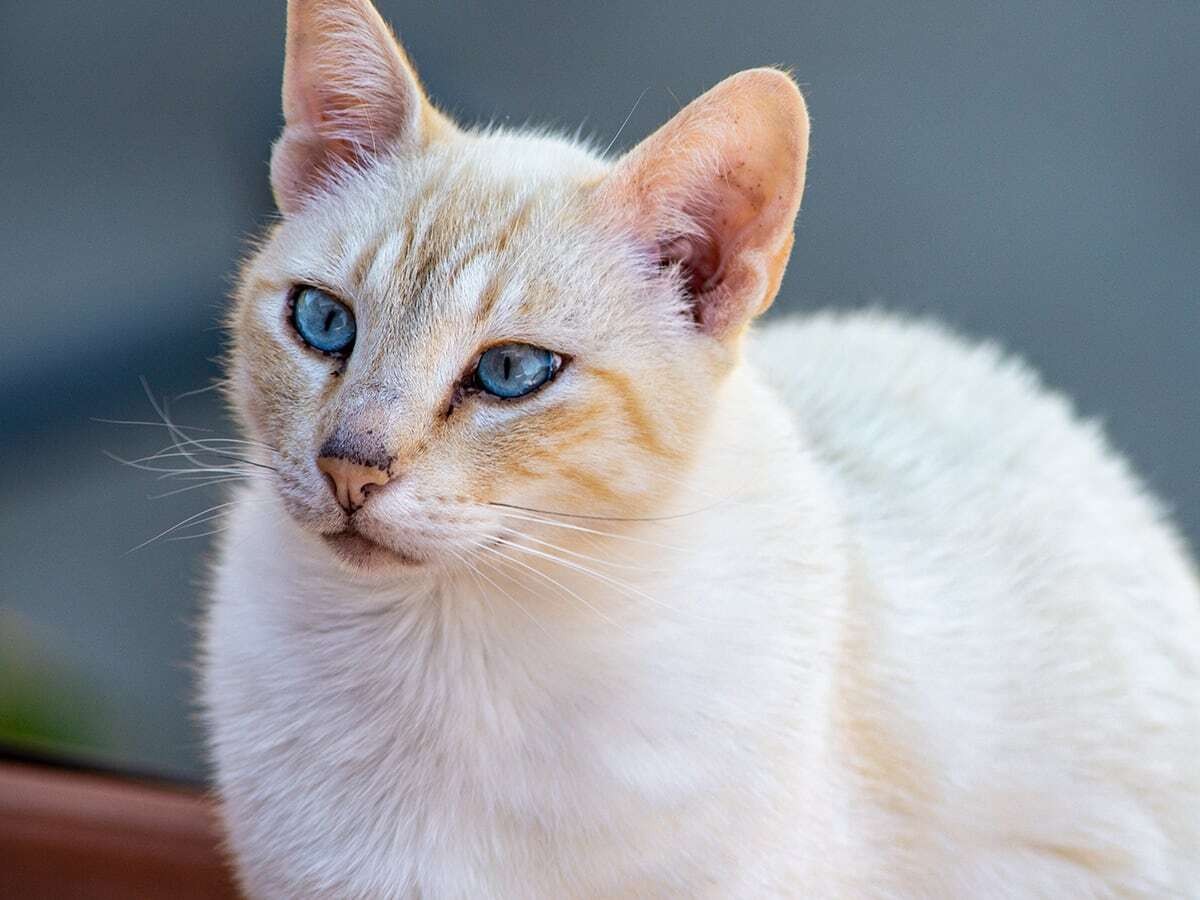 A Javanese cat breed, its profile, behavior, traits, lifespan, health, training, personality, diet, grooming, care, and interesting facts