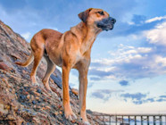 Mountain Cur Dogs For The Love Of Dogs Vermont Mix Breed Mountain Mountain Cur Dogs For The Love Of Dogs Vermont Mix Breed Mountain