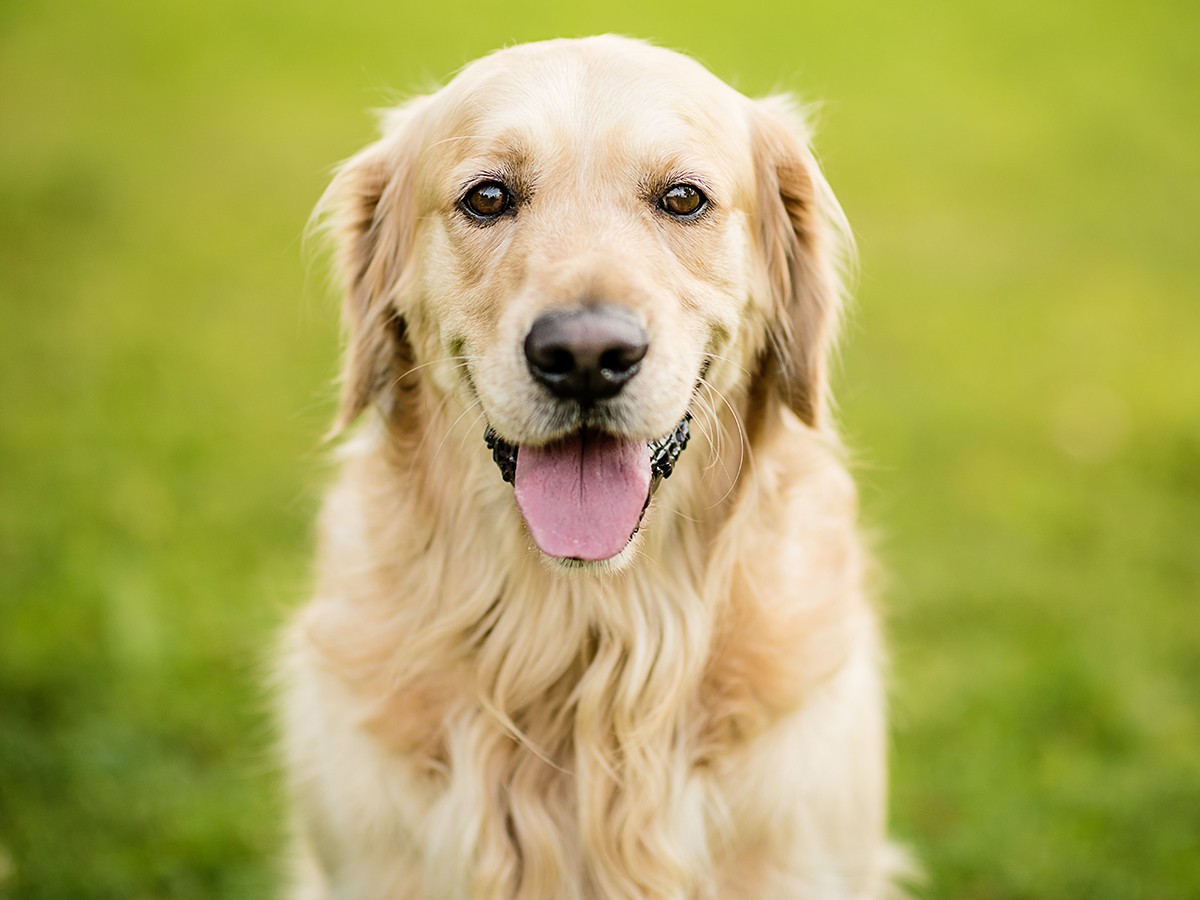 Best Golden Retriever Names | Spot®