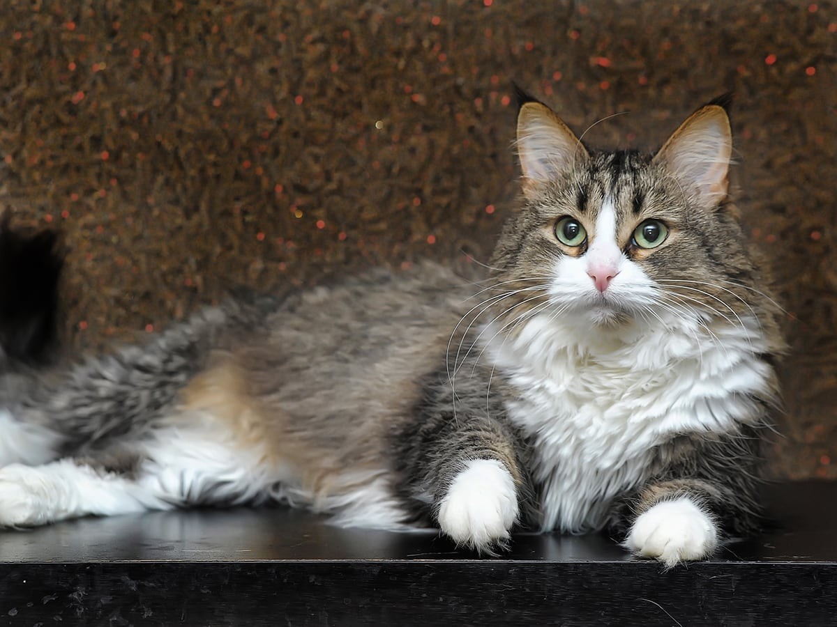 What is a Norwegian Forest Cat's Personality? | Spot Pet Insurance