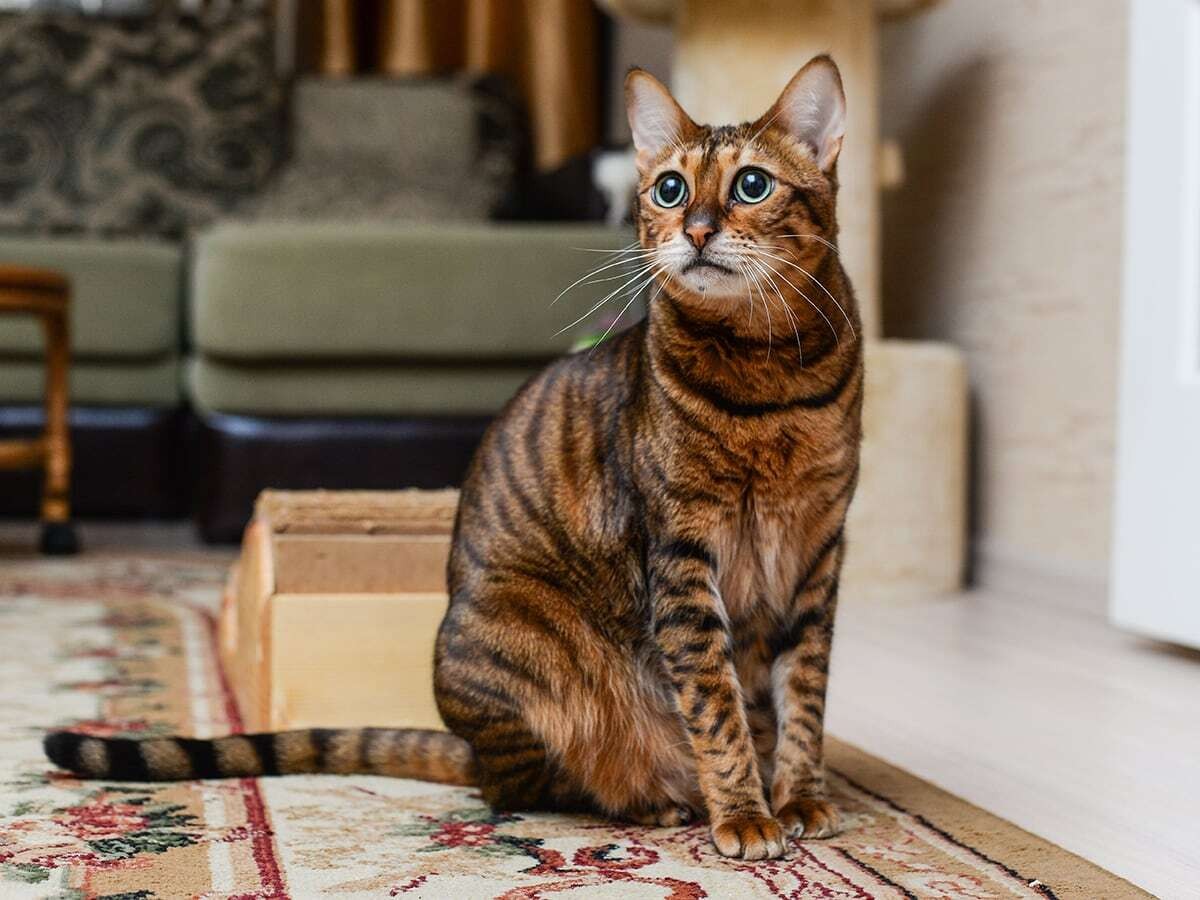 What are Savannah Cats? Breed Information Spot Pet Insurance