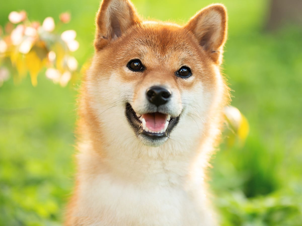 What to Know Before Getting a Shiba Inu | Spot Pet Insurance