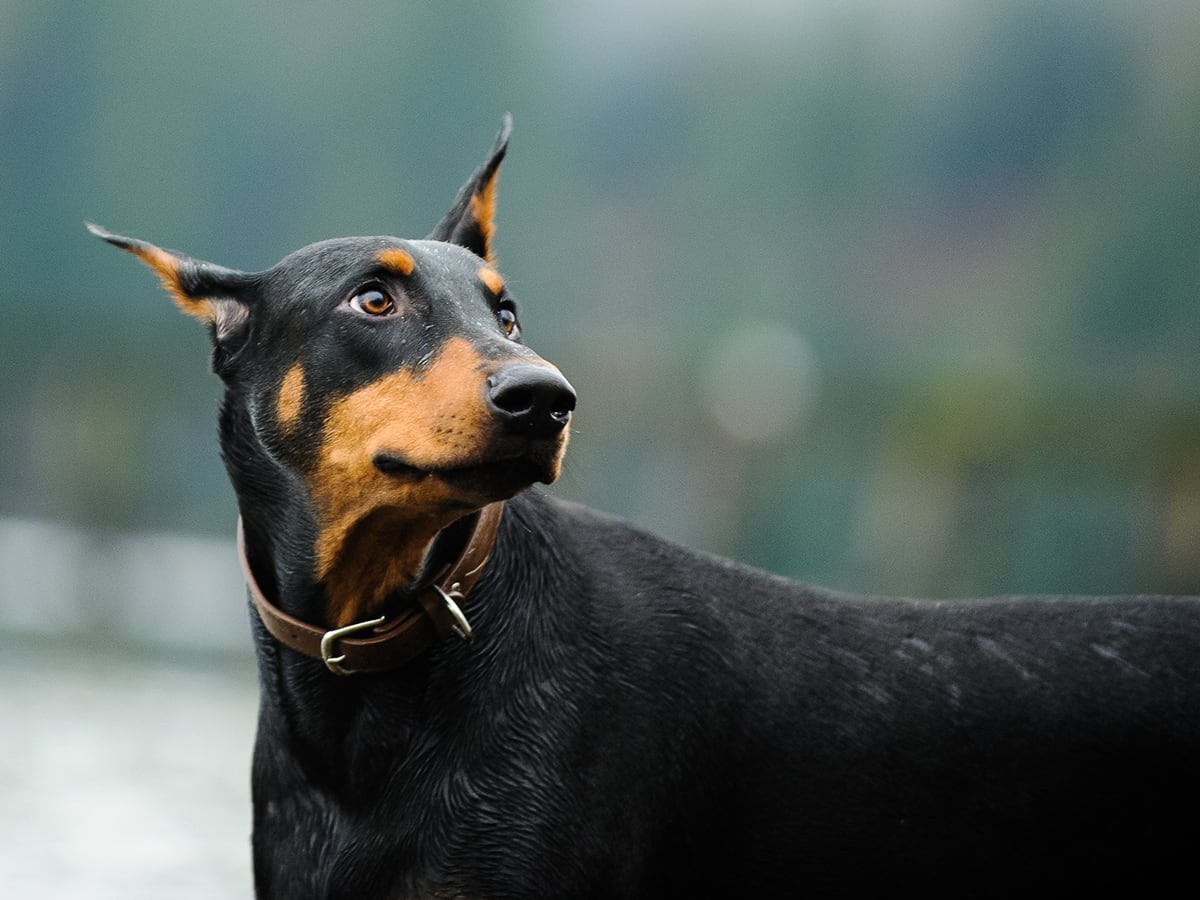 What's The Price of a Doberman Pinscher in 2025? | Spot Pet Insurance, image size:1200x900