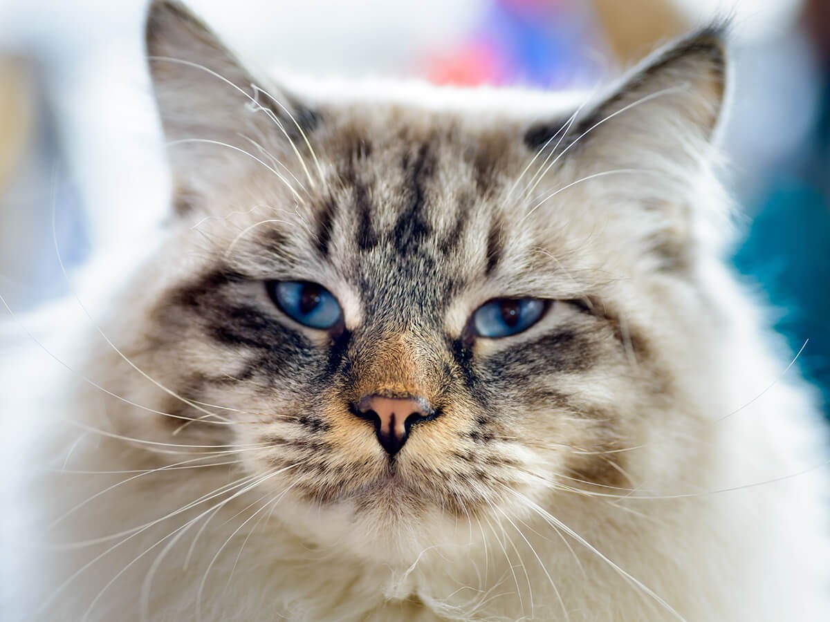 Ragamuffins Cat Cat Breed Guide Spot®