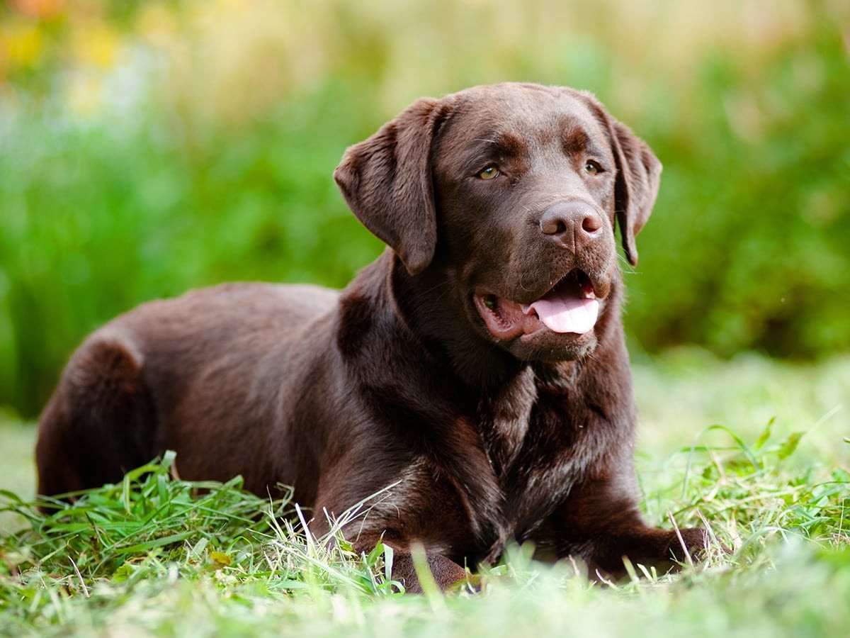 are seaweed snacks good for dogs