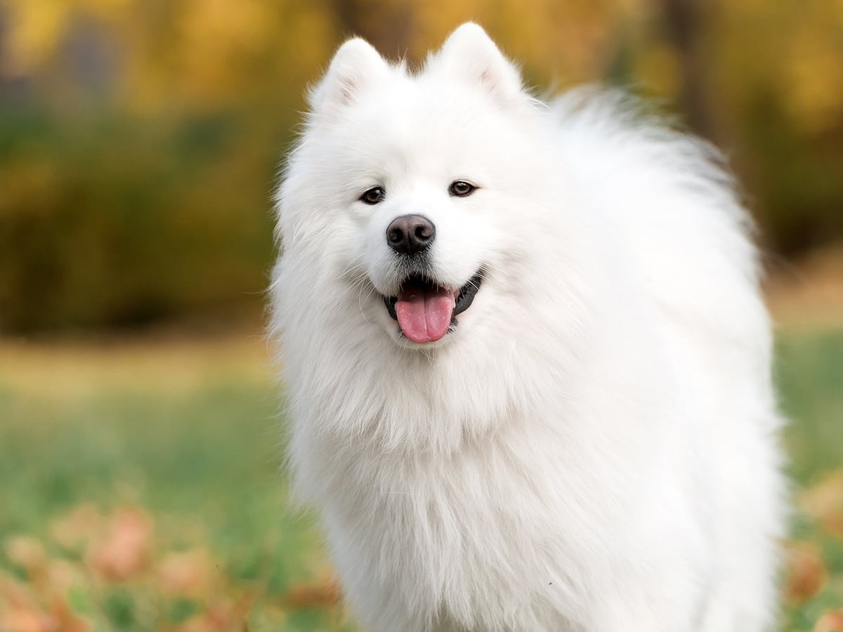 American eskimo hot sale hypoallergenic