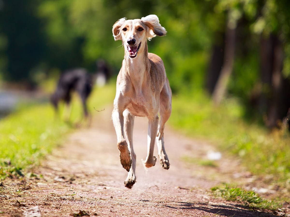 Whats The Price Of A Greyhound in 2024? | Spot®