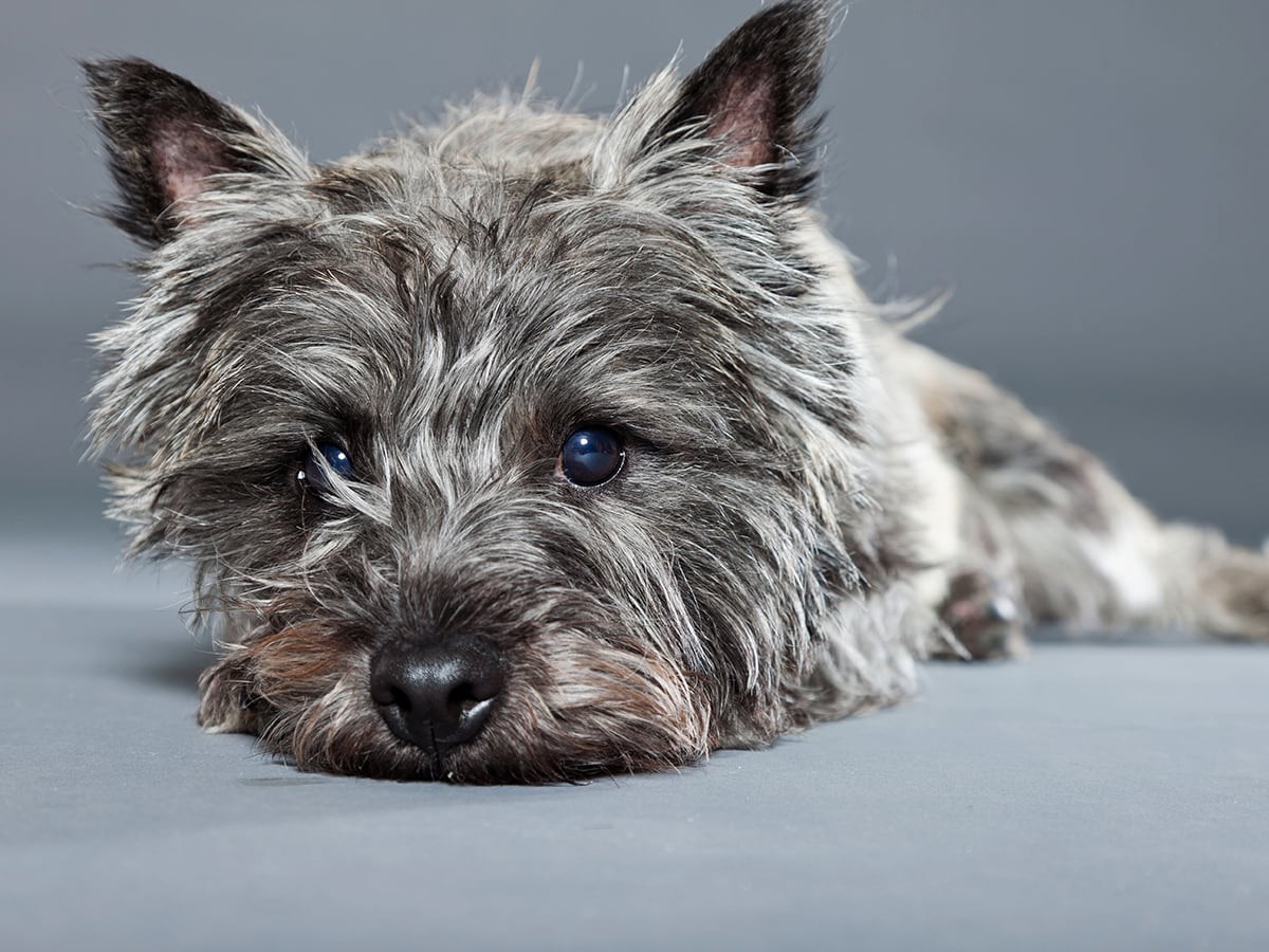 what is the most popular dog in scotland