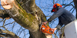 A Cost Guide for Availing Professional Tree Services