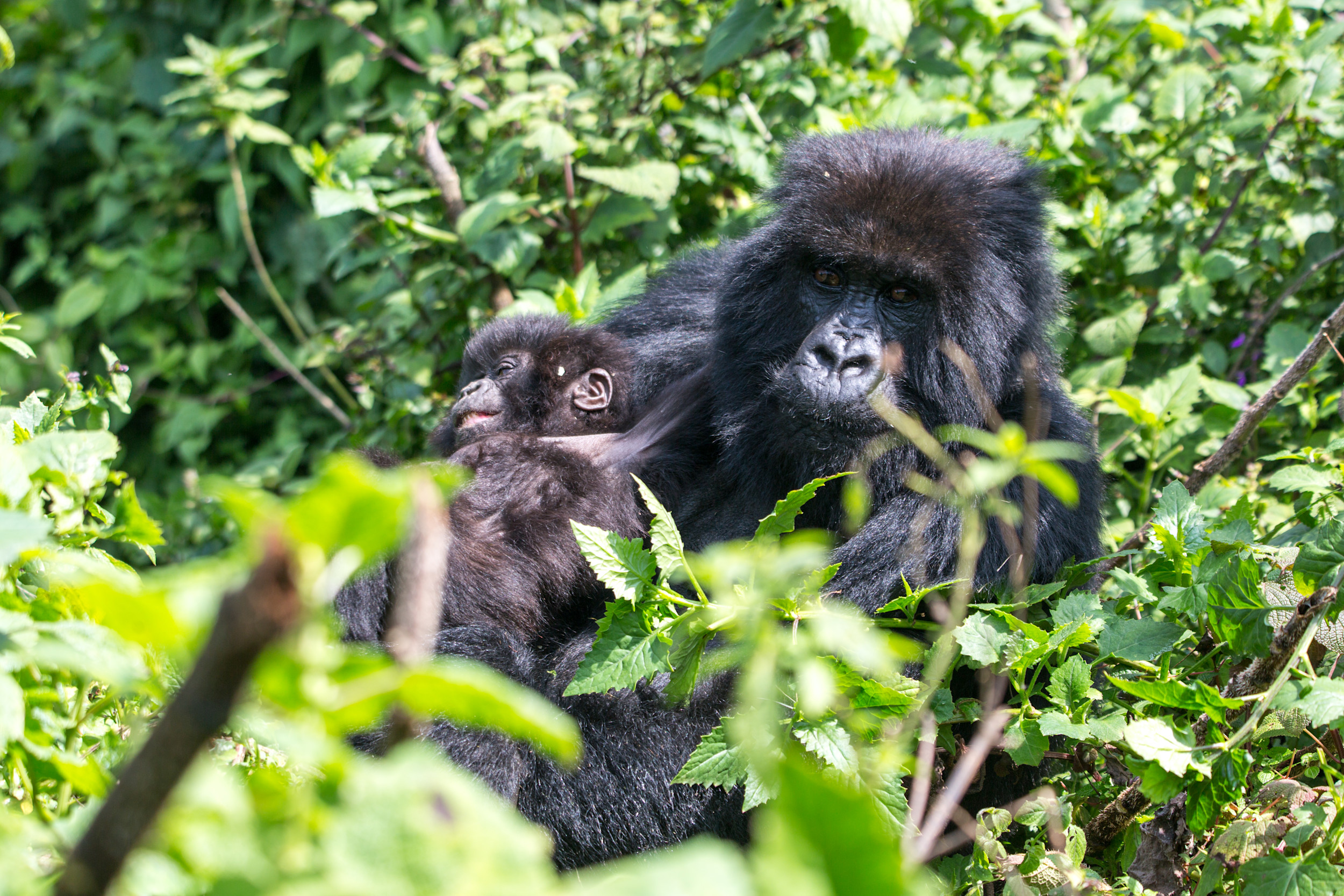 Wildlife Adventure in Rwanda