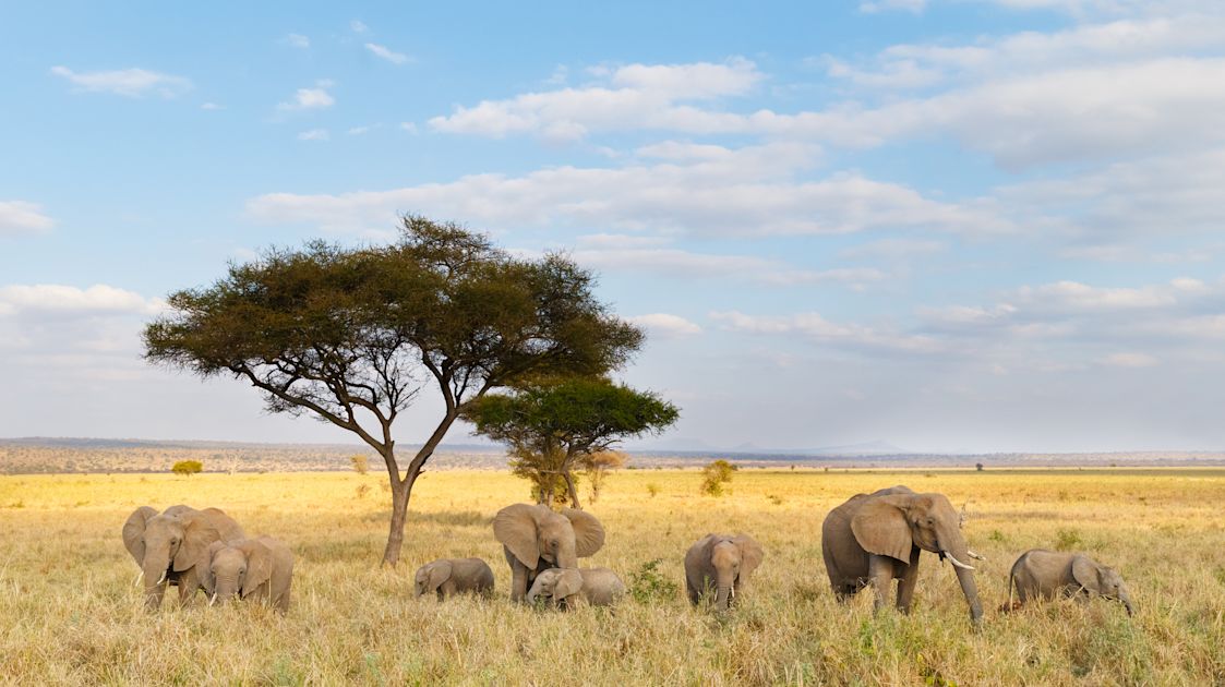 Wildlife Holidays in Tanzania | Much Better Adventures