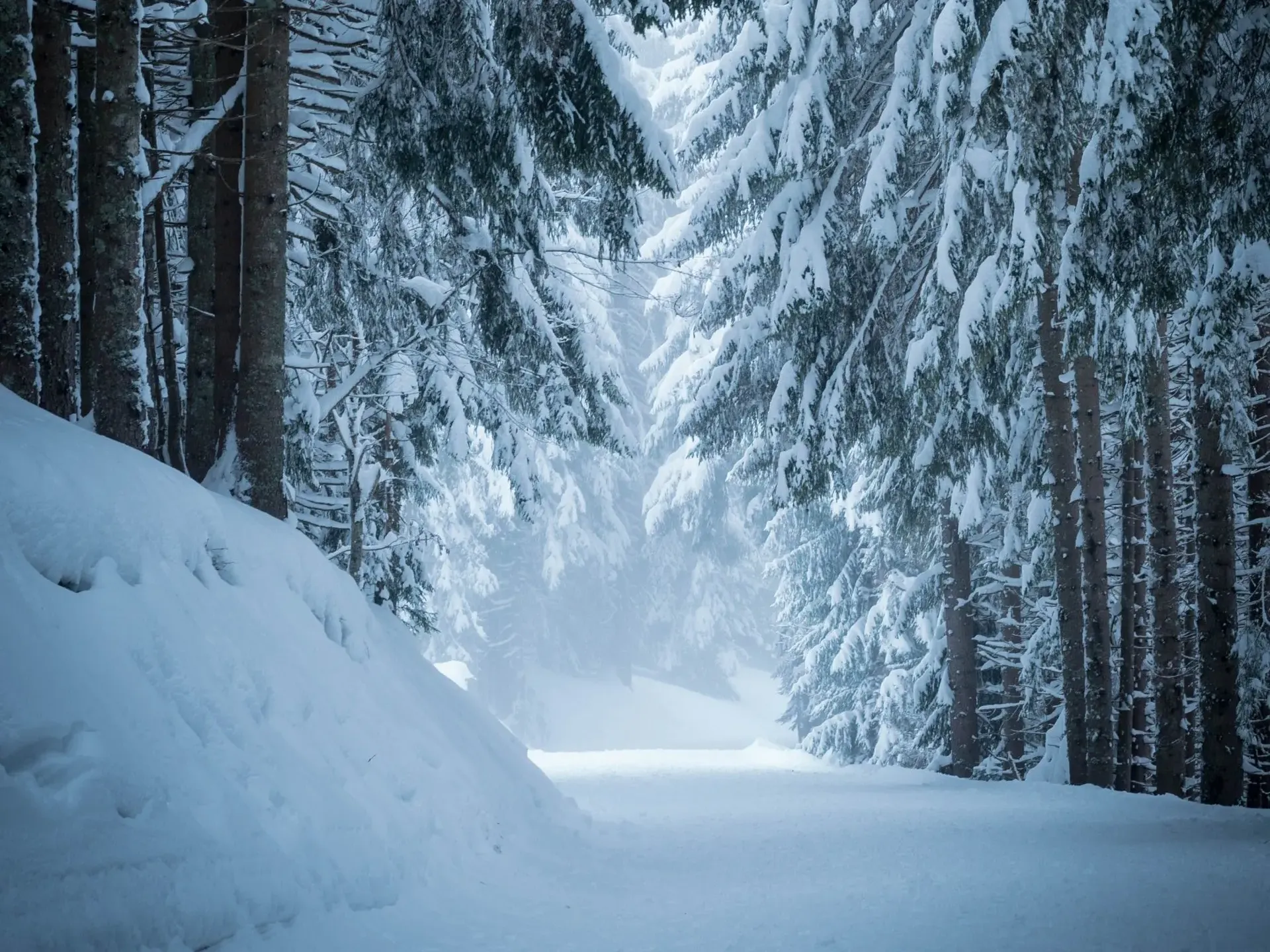 Snowy forest in the Dolomites, Italy. Photo: Host/Wild in the Dolomiti