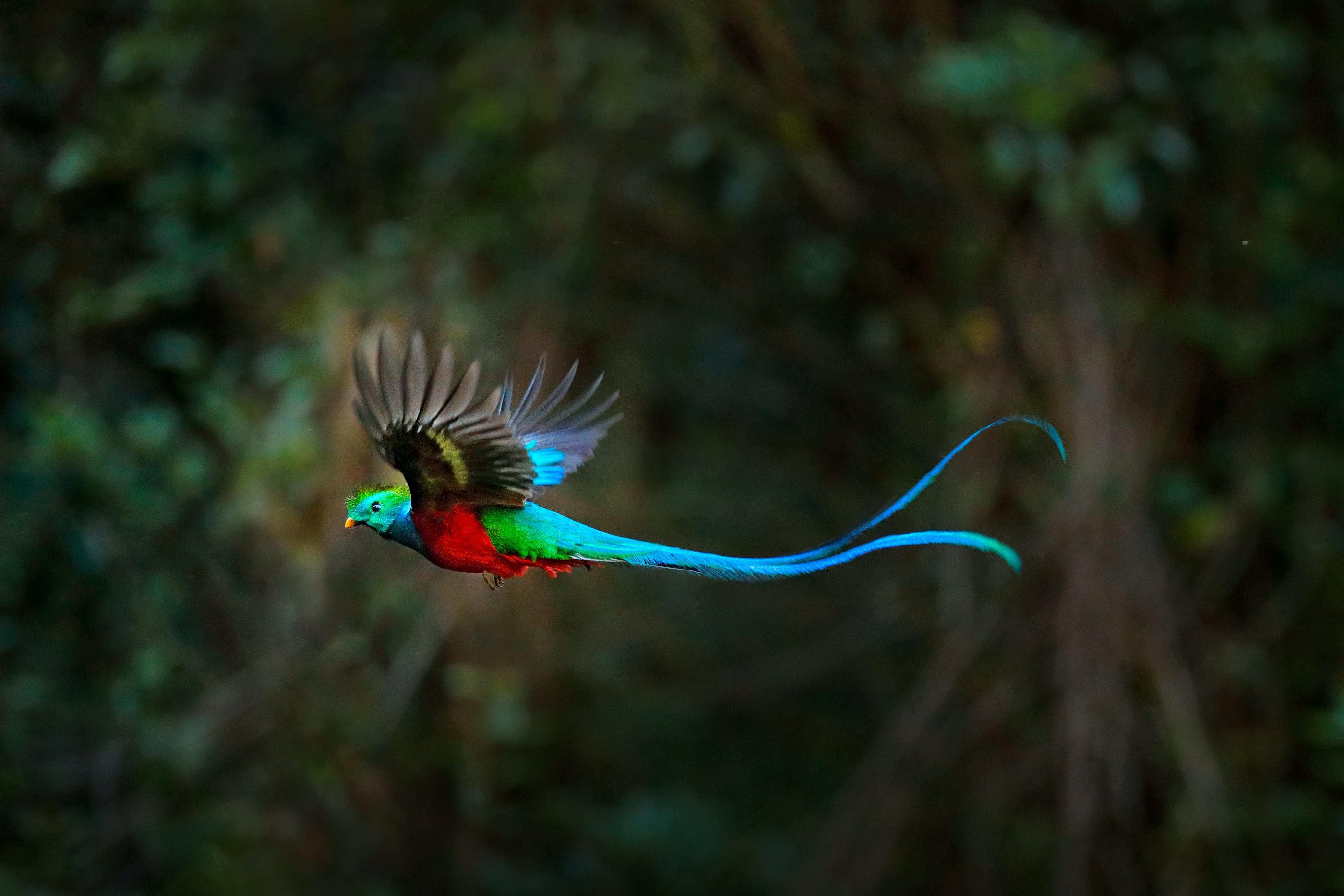 A resplendent quetzal in flight