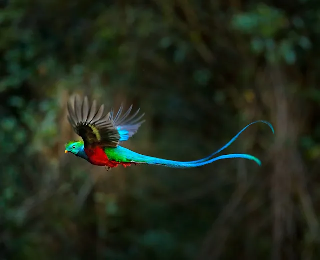 A resplendent quetzal in flight