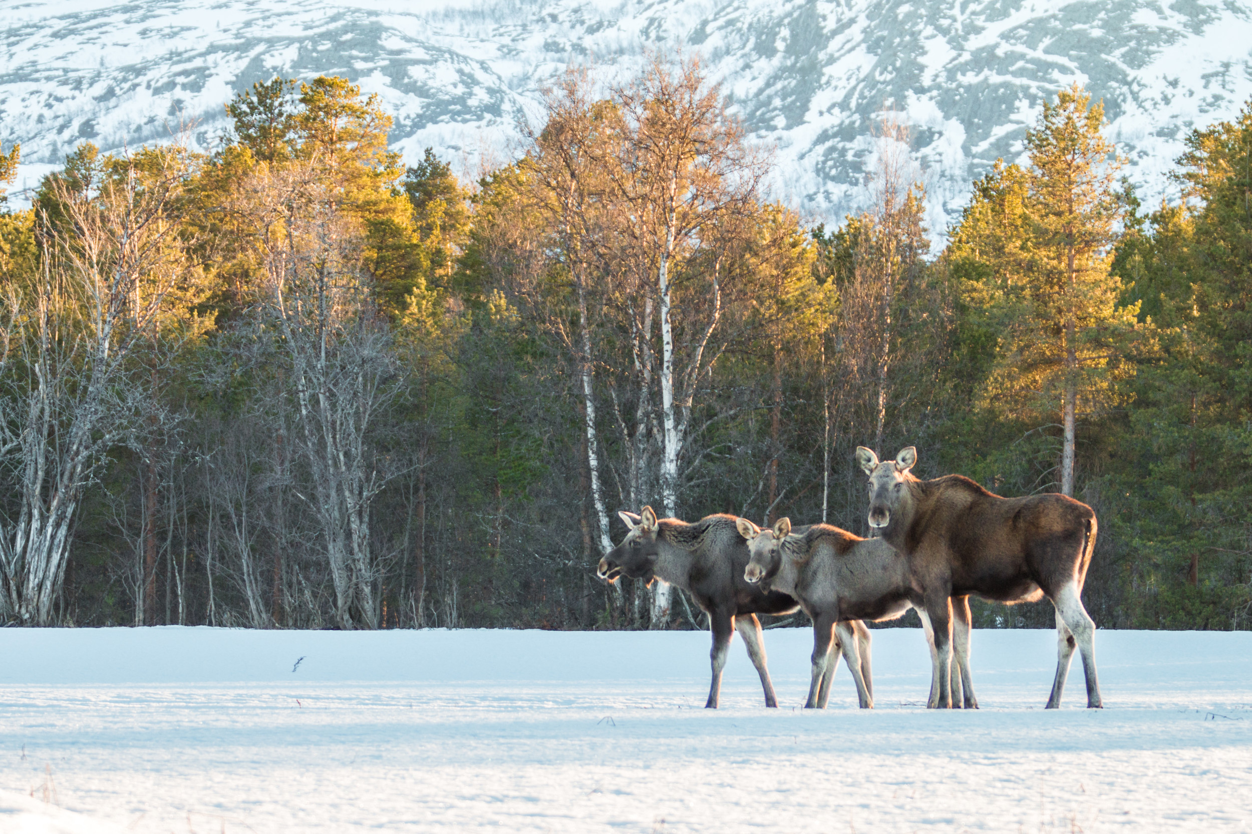 Local wildlife, Finnmark, Norway. Photo: unknown