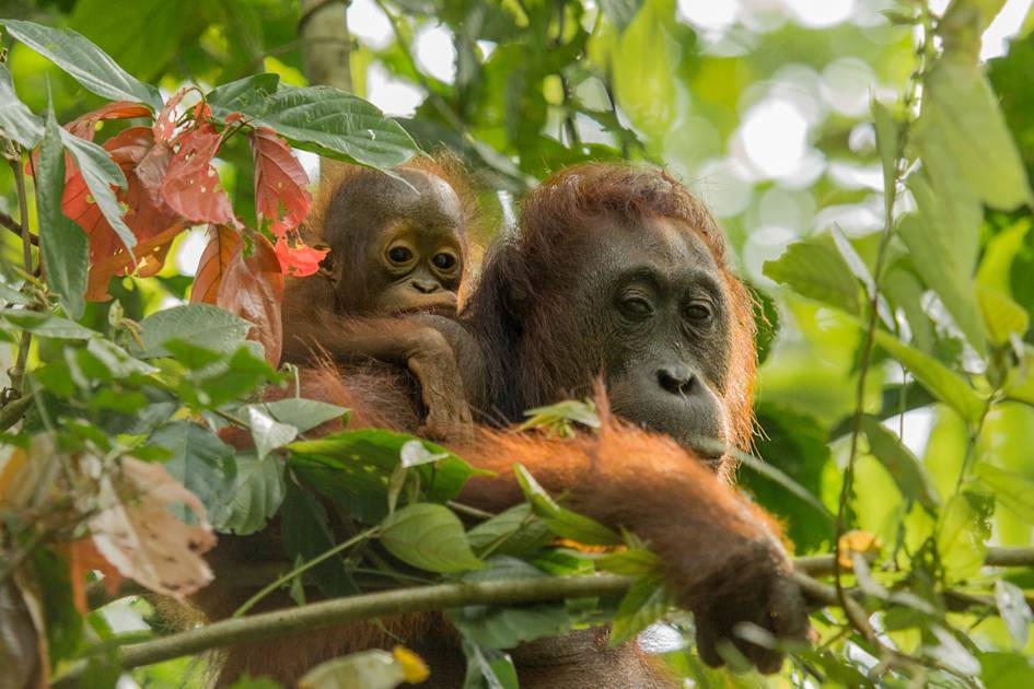 Wildlife Adventure in Borneo