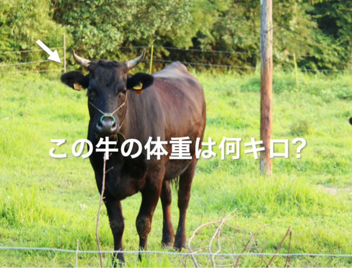1頭の牛