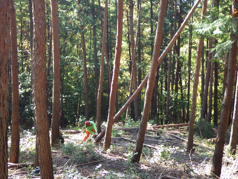 blog in haiyu 36