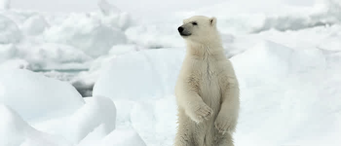 Seisova jääkarhu 