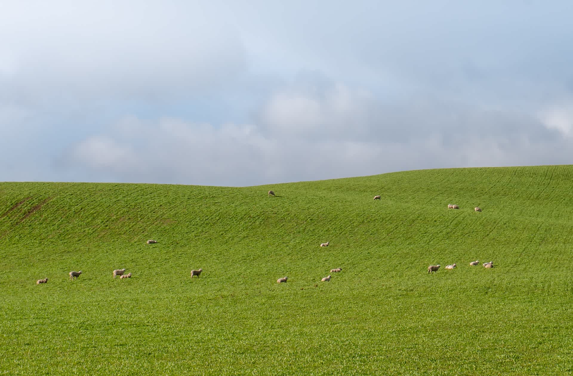 Green field with sheep