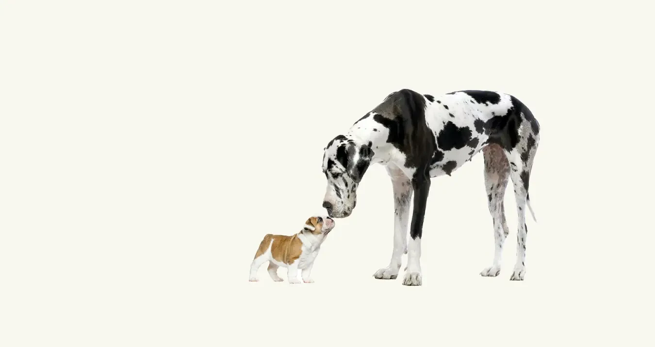 Big + Small