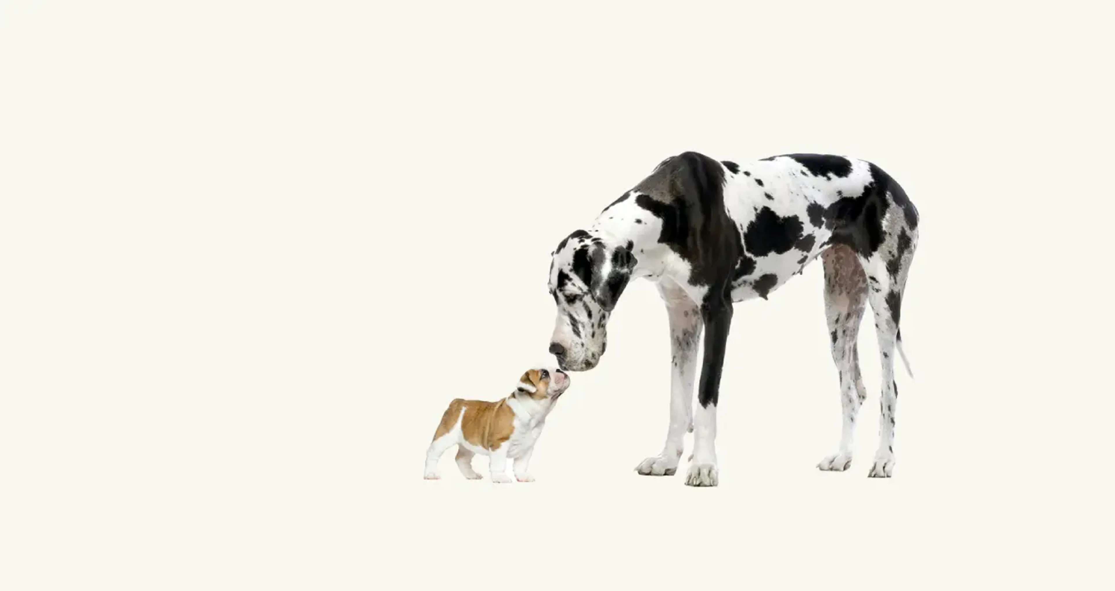 Big + Small