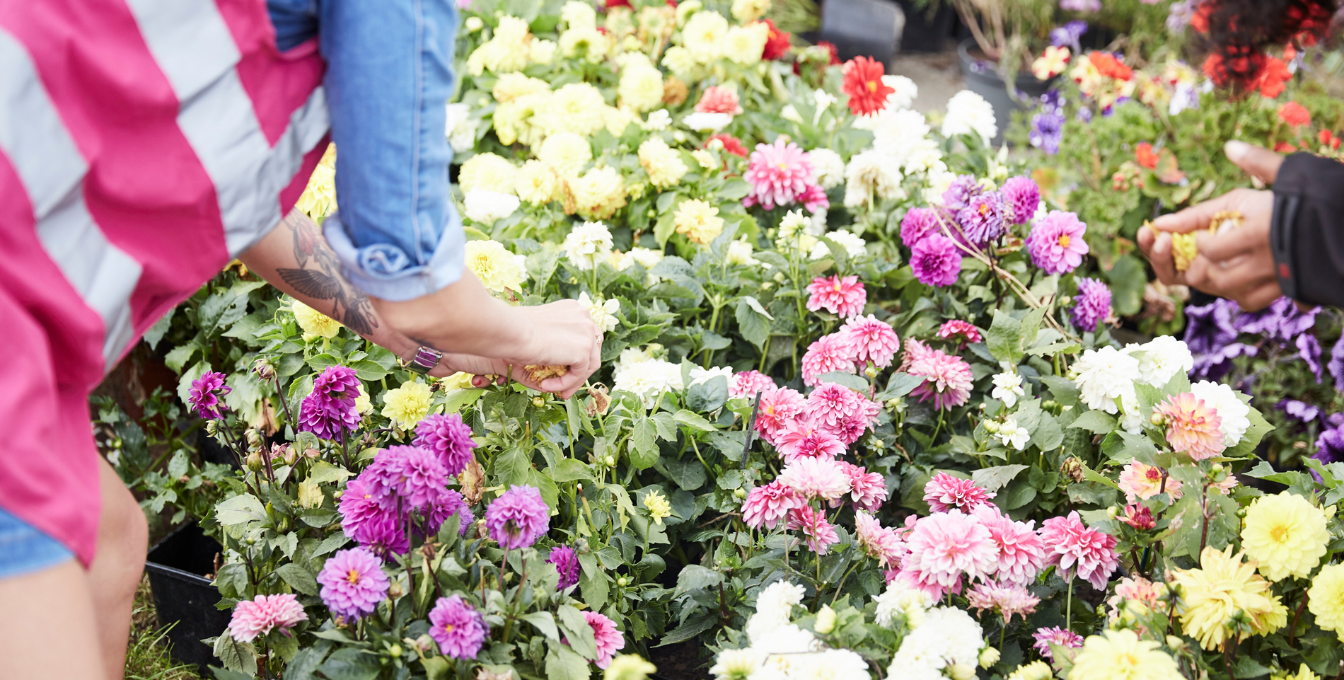 weekly urban gardening