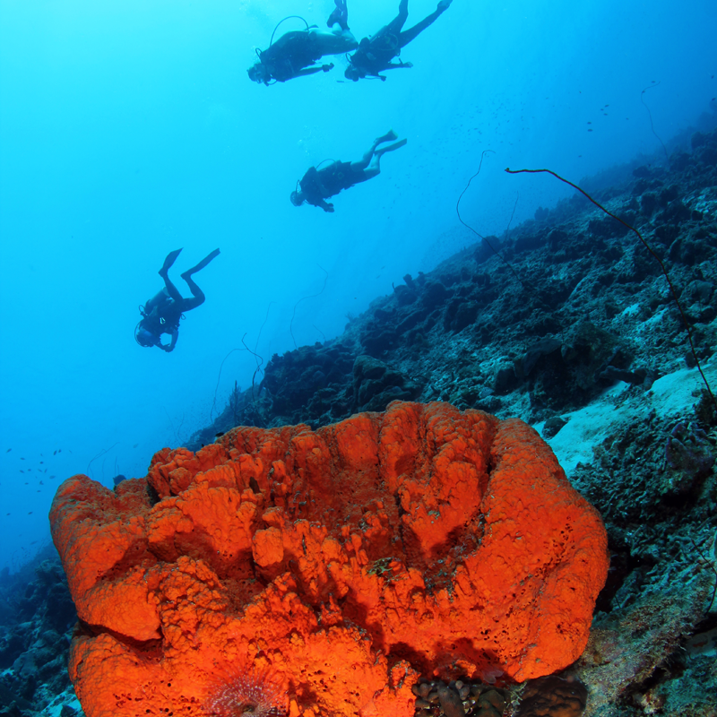 Divers with coral
