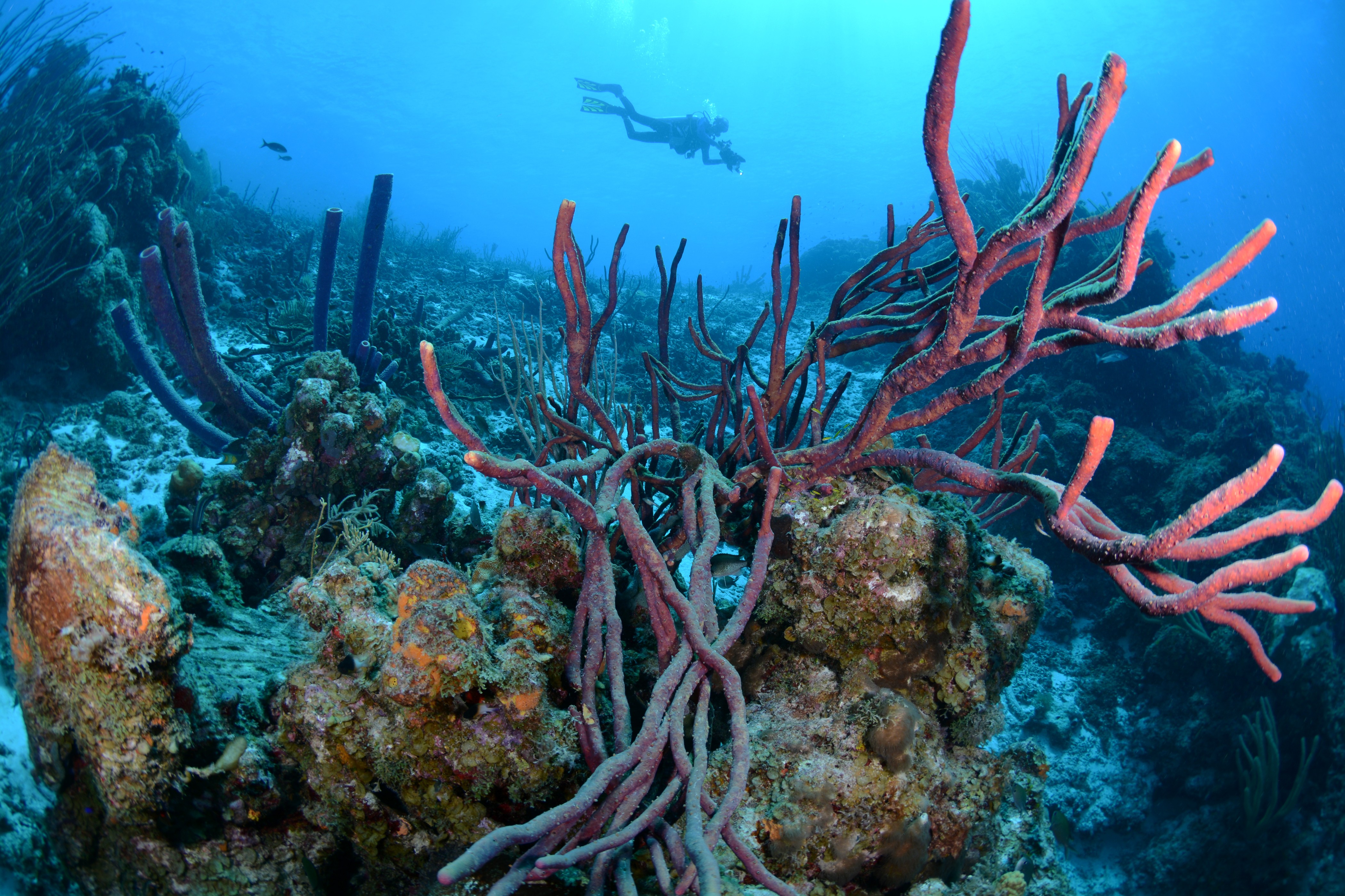 Klein Curacao South West