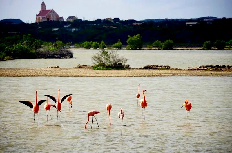 Flamingoes At The Jan Kok Salt Pans