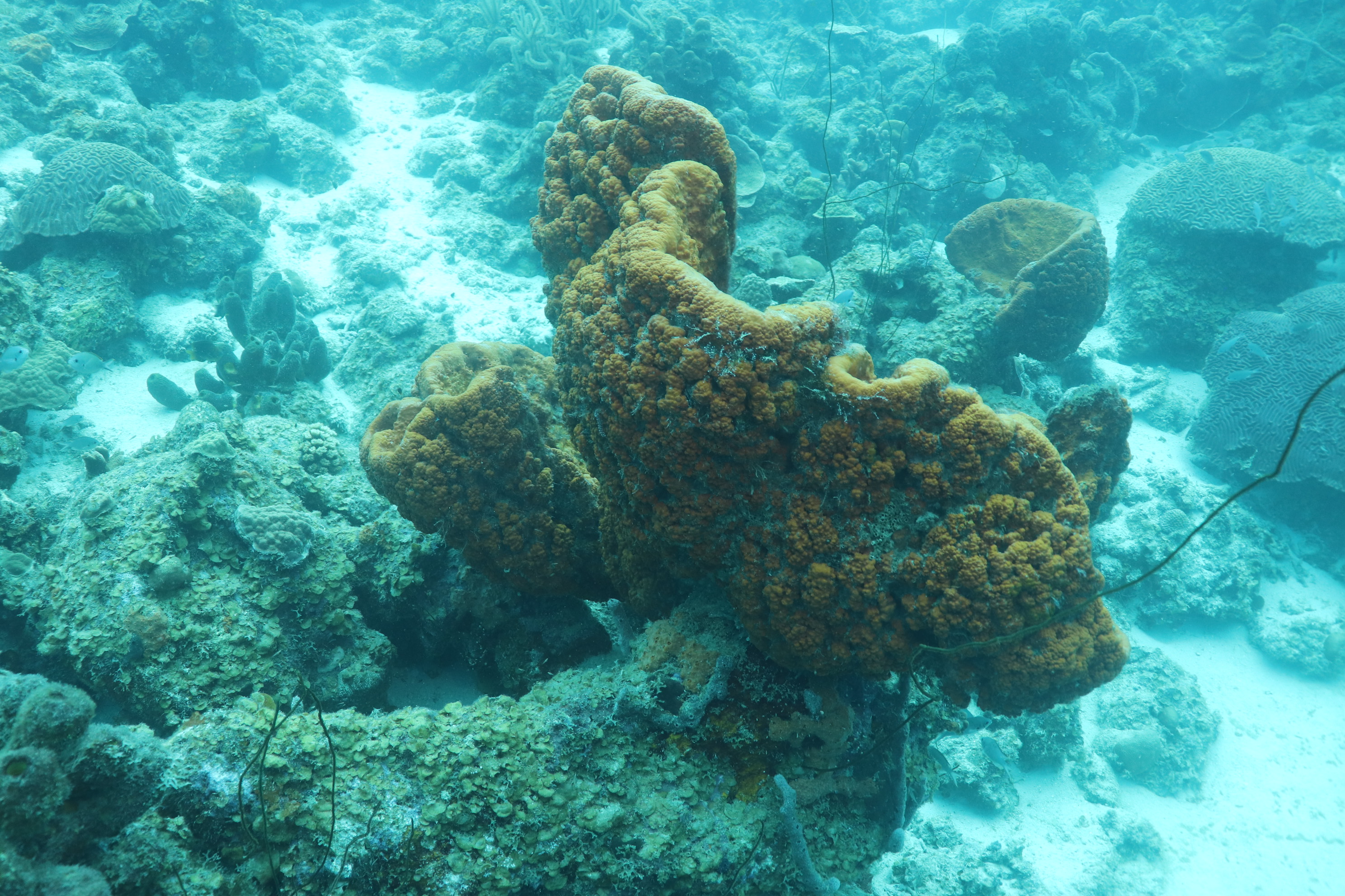 Mushroom forest - curacao diving (3)