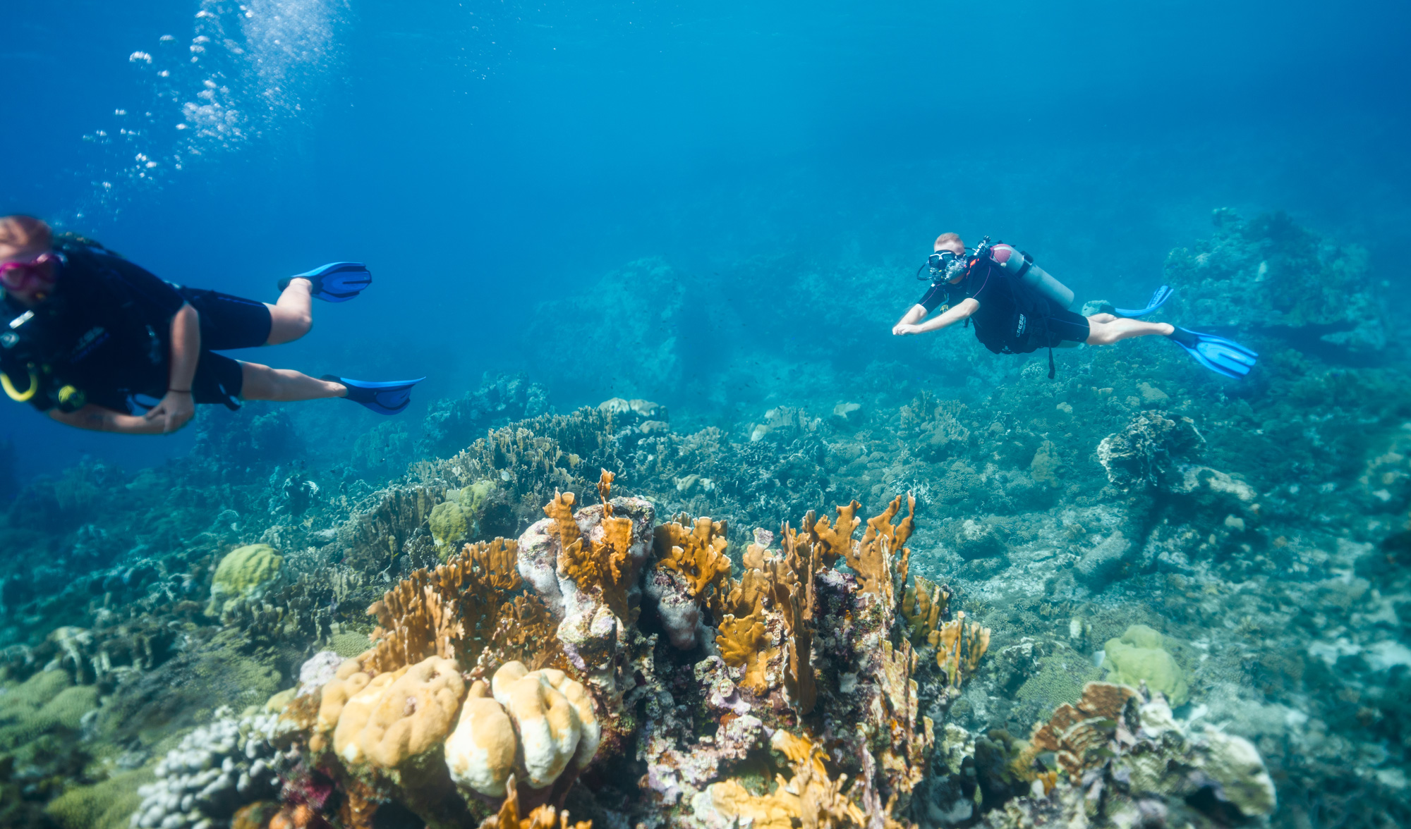 Two divers with Coral