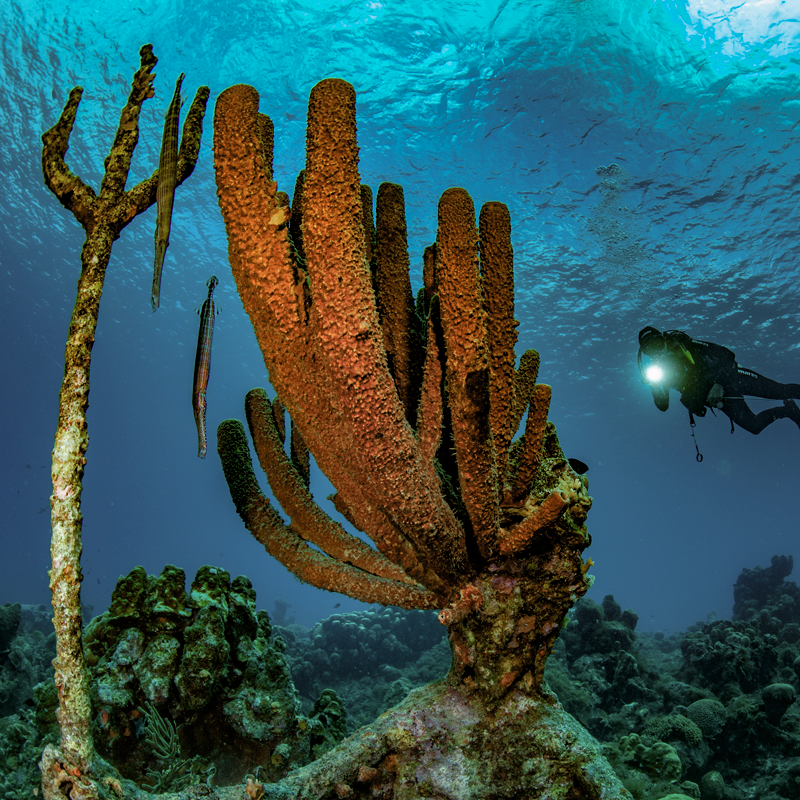 Diver with coral and trident