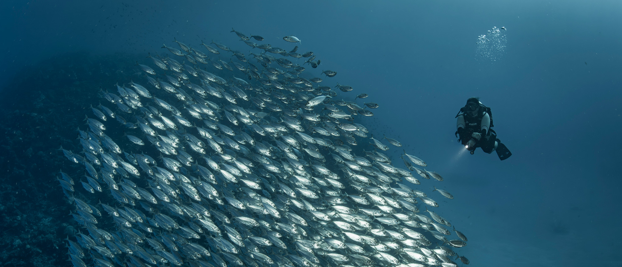 Diver with school of fish