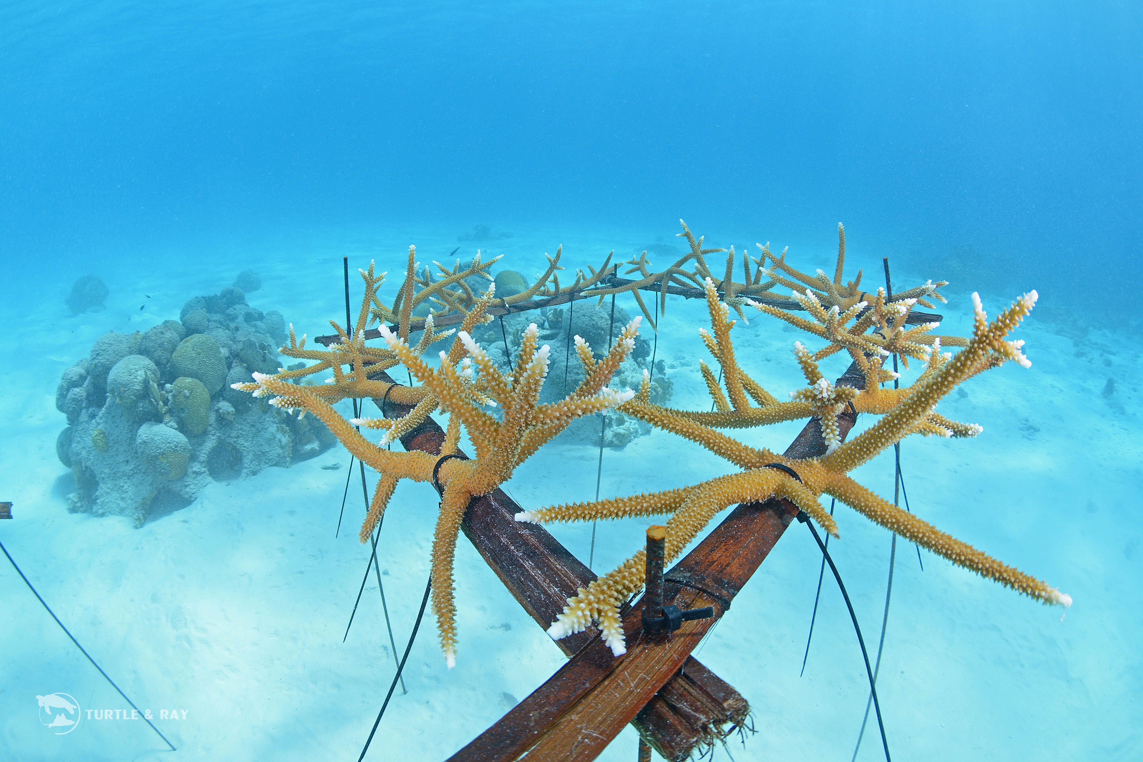 Branch Coral foundation (2)