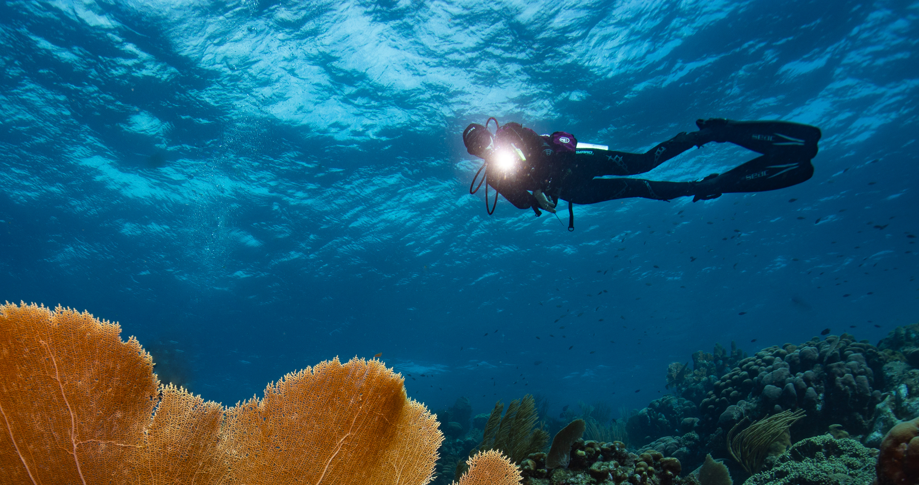 Diver with Coral
