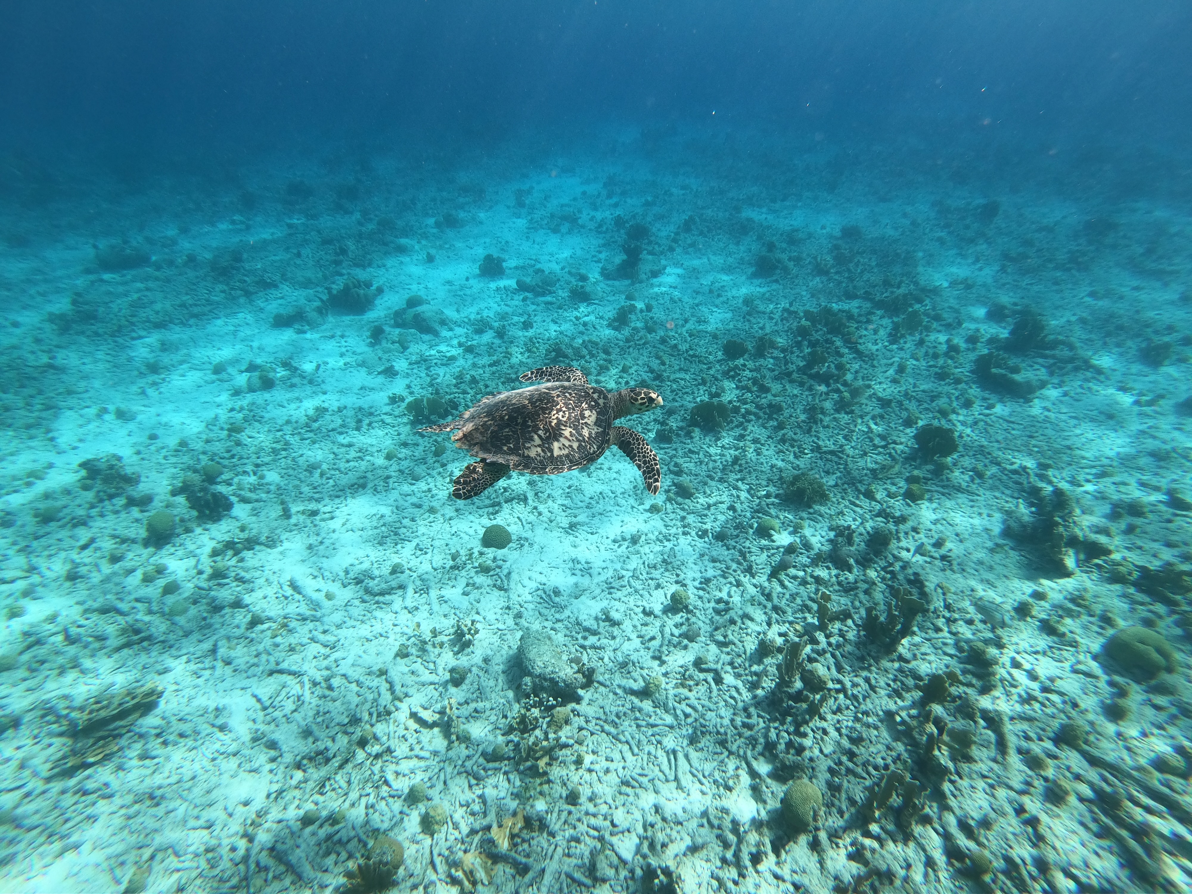 Seafari Adventures Curacao (2)