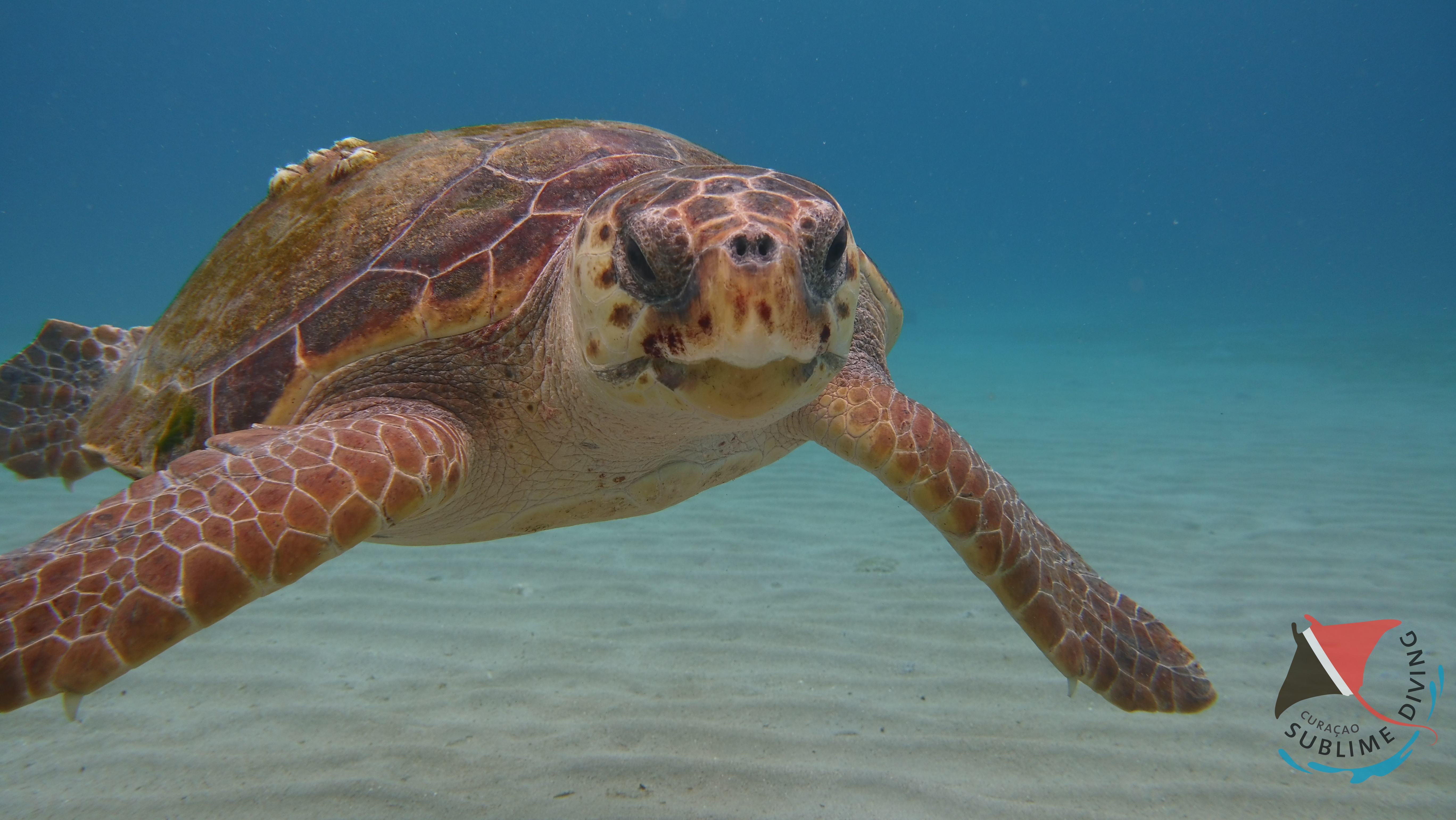 Sublime diving Curacao (2)