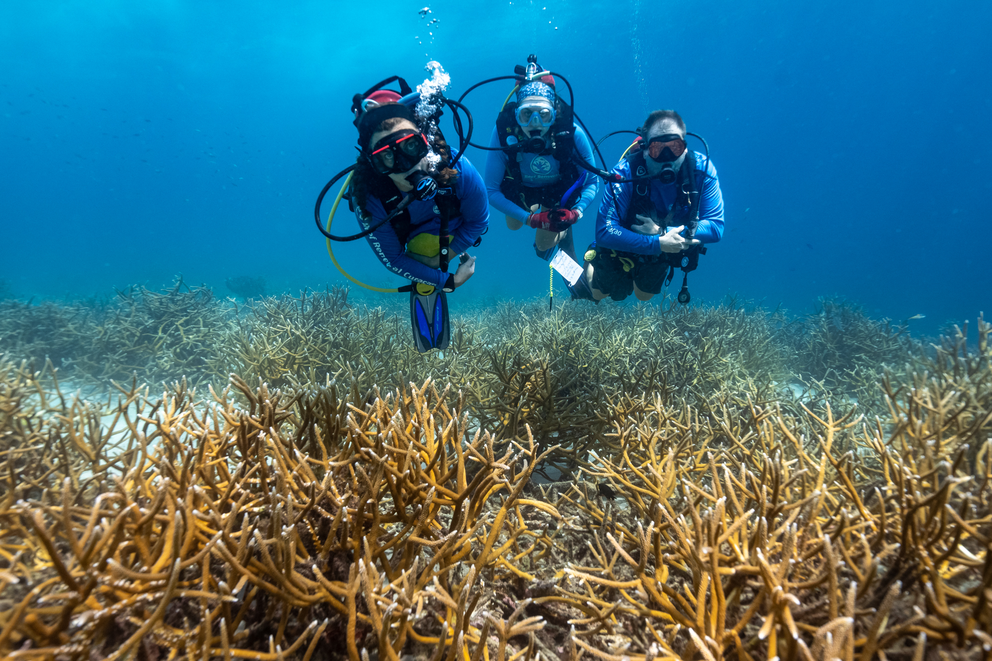 Reef Renewal Curacao (2)