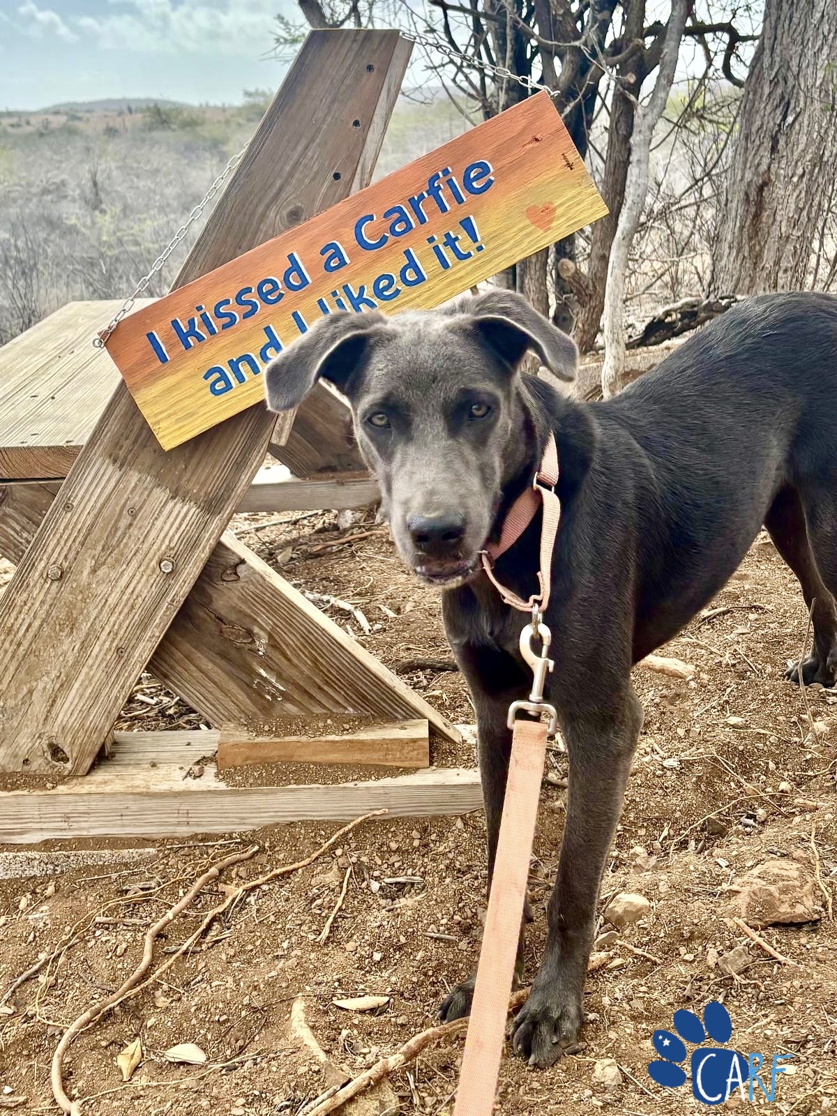 CARF Curacao Animal Rights Foundation (1)