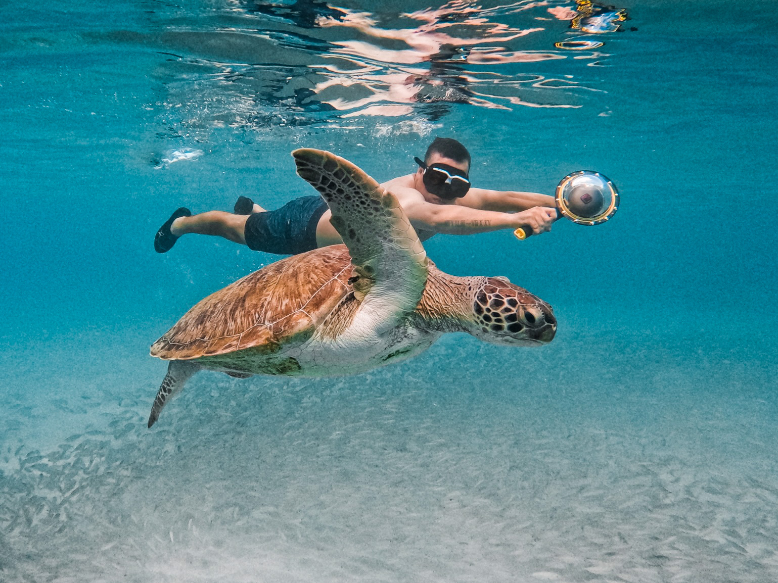 Turtles Curacao