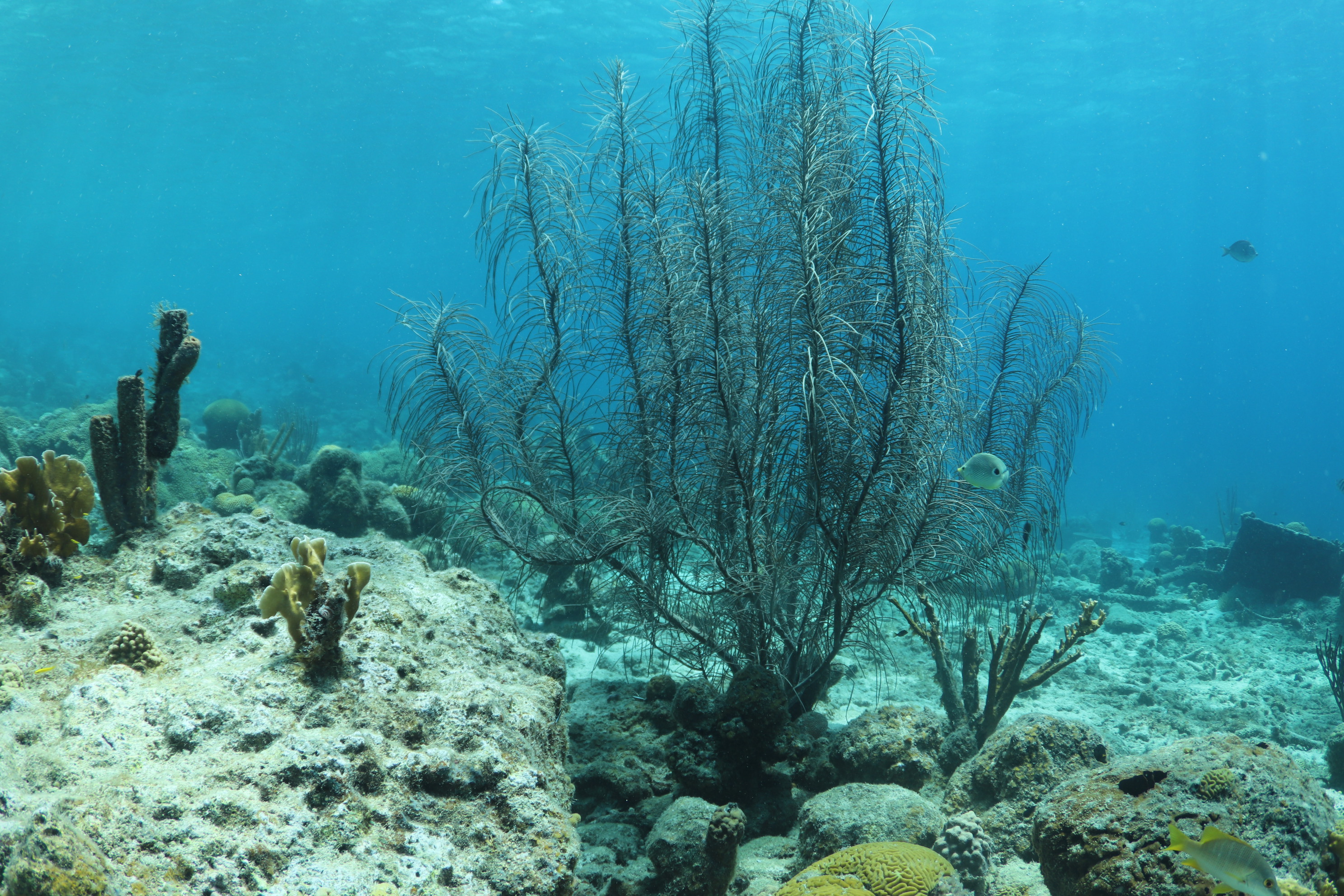Tugboat - Curacao diving (2)