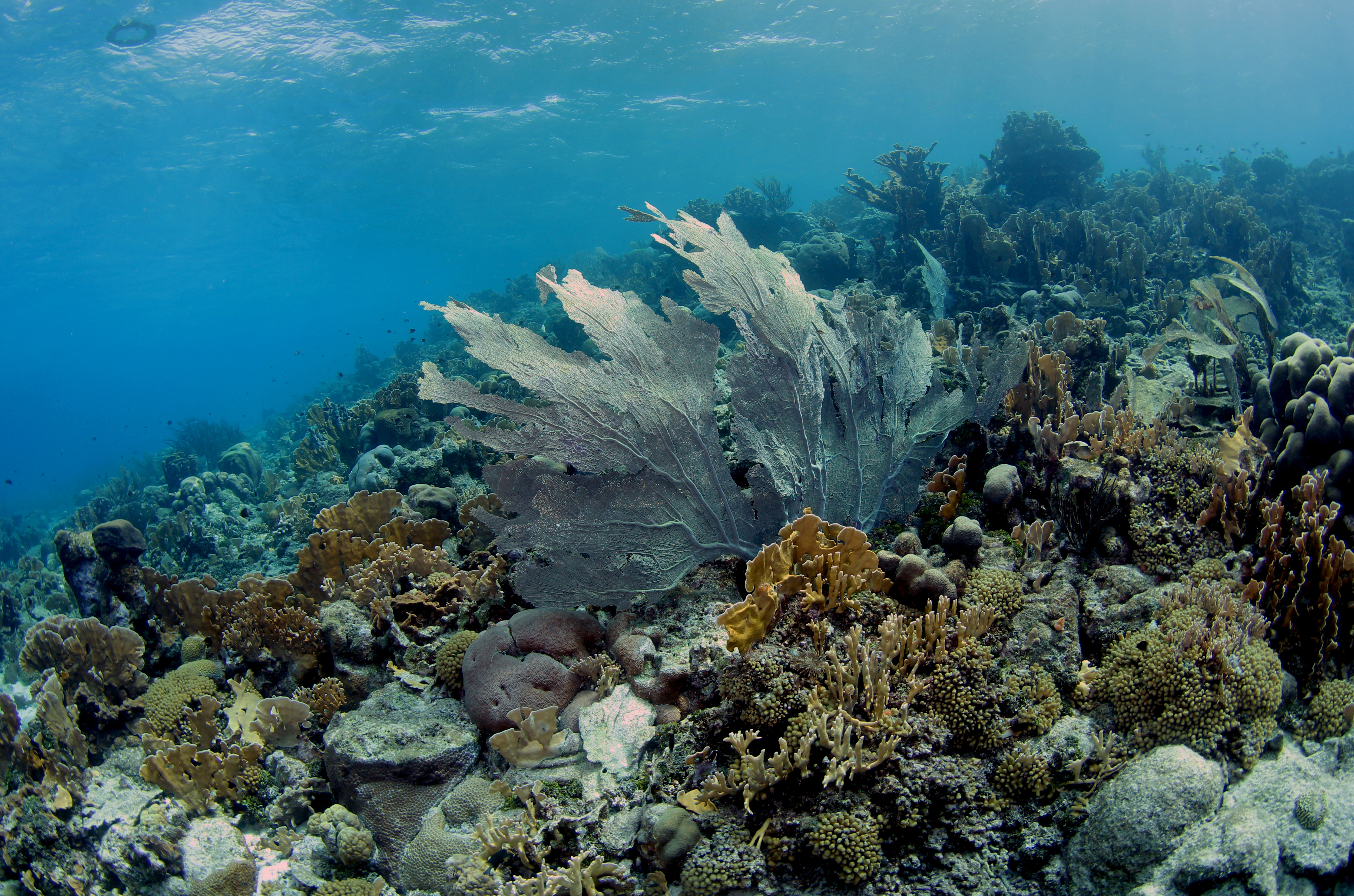 Black Rock Curacao (2)