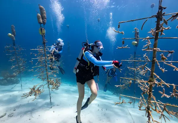 Reef Renewal Curacao 1