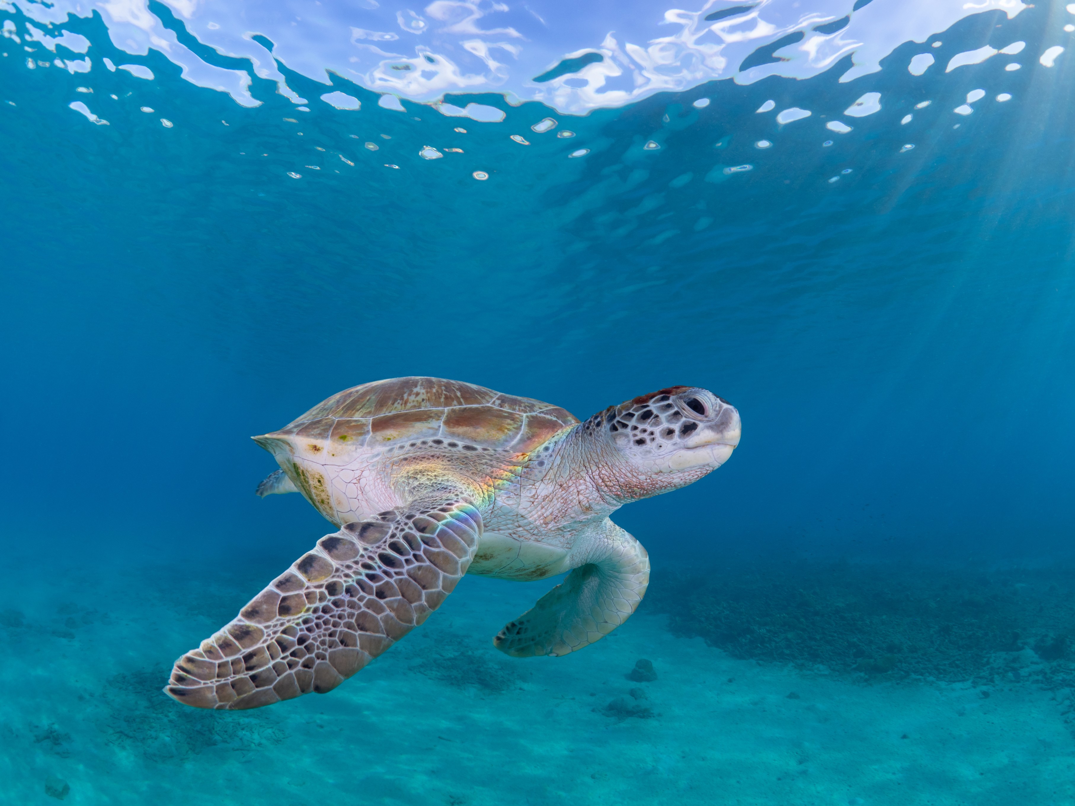 Sea Turtle Curacao