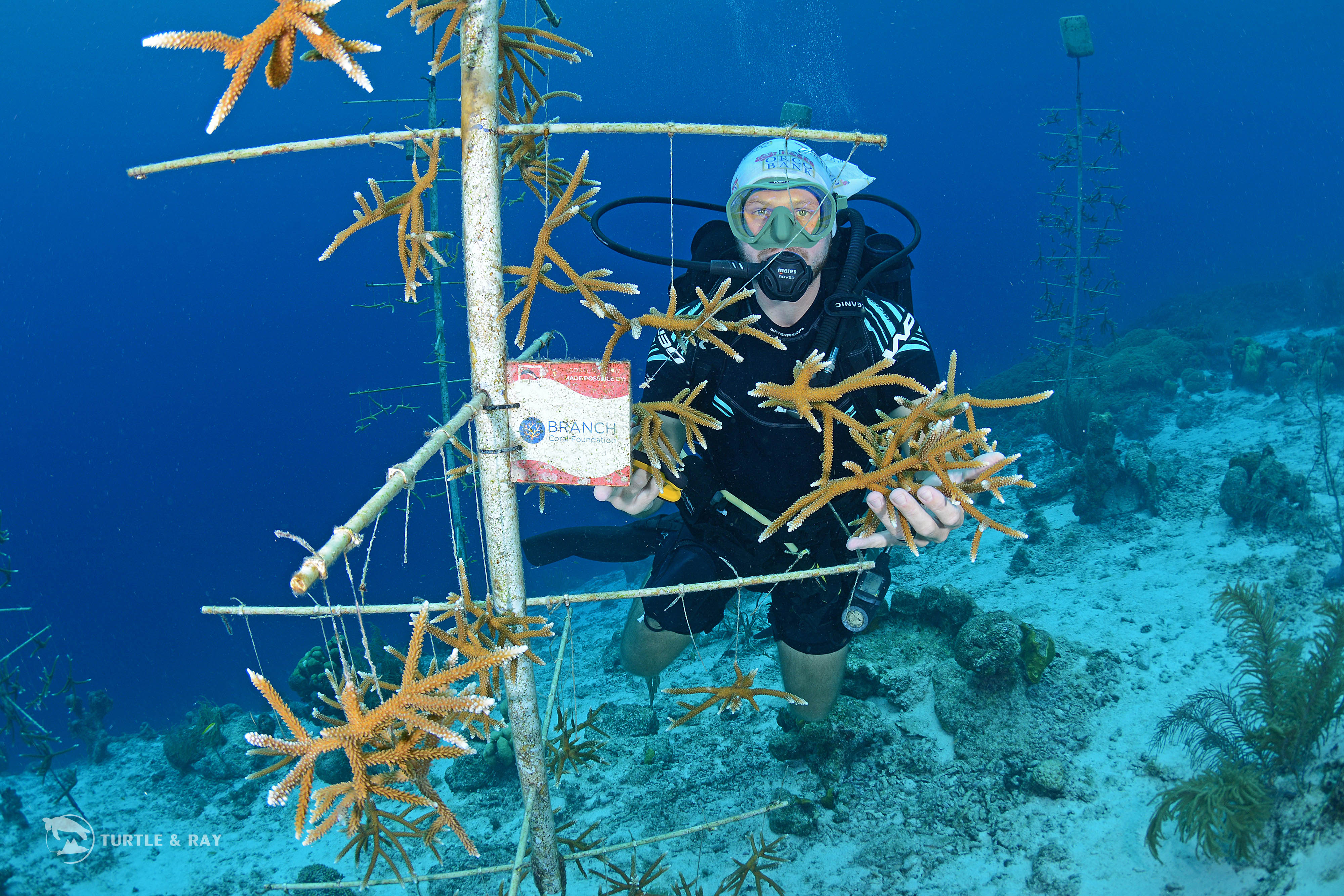 Branch Coral foundation (1)